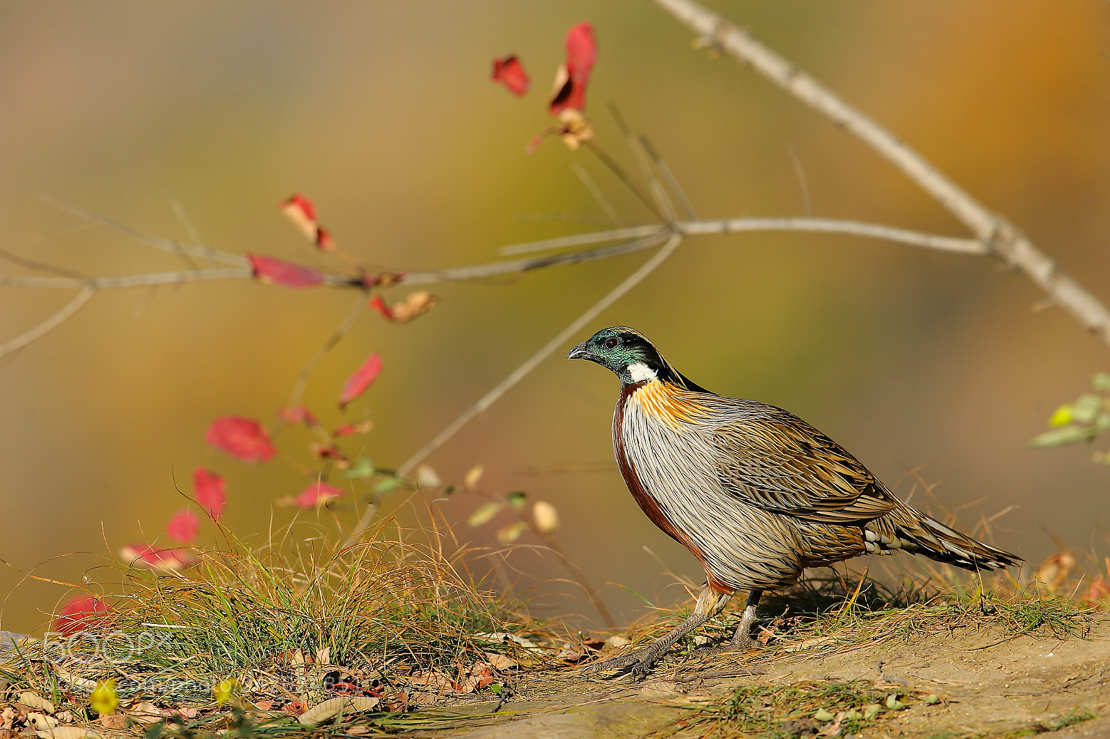 Canon EOS-1D X sample photo. 勺雞 photography