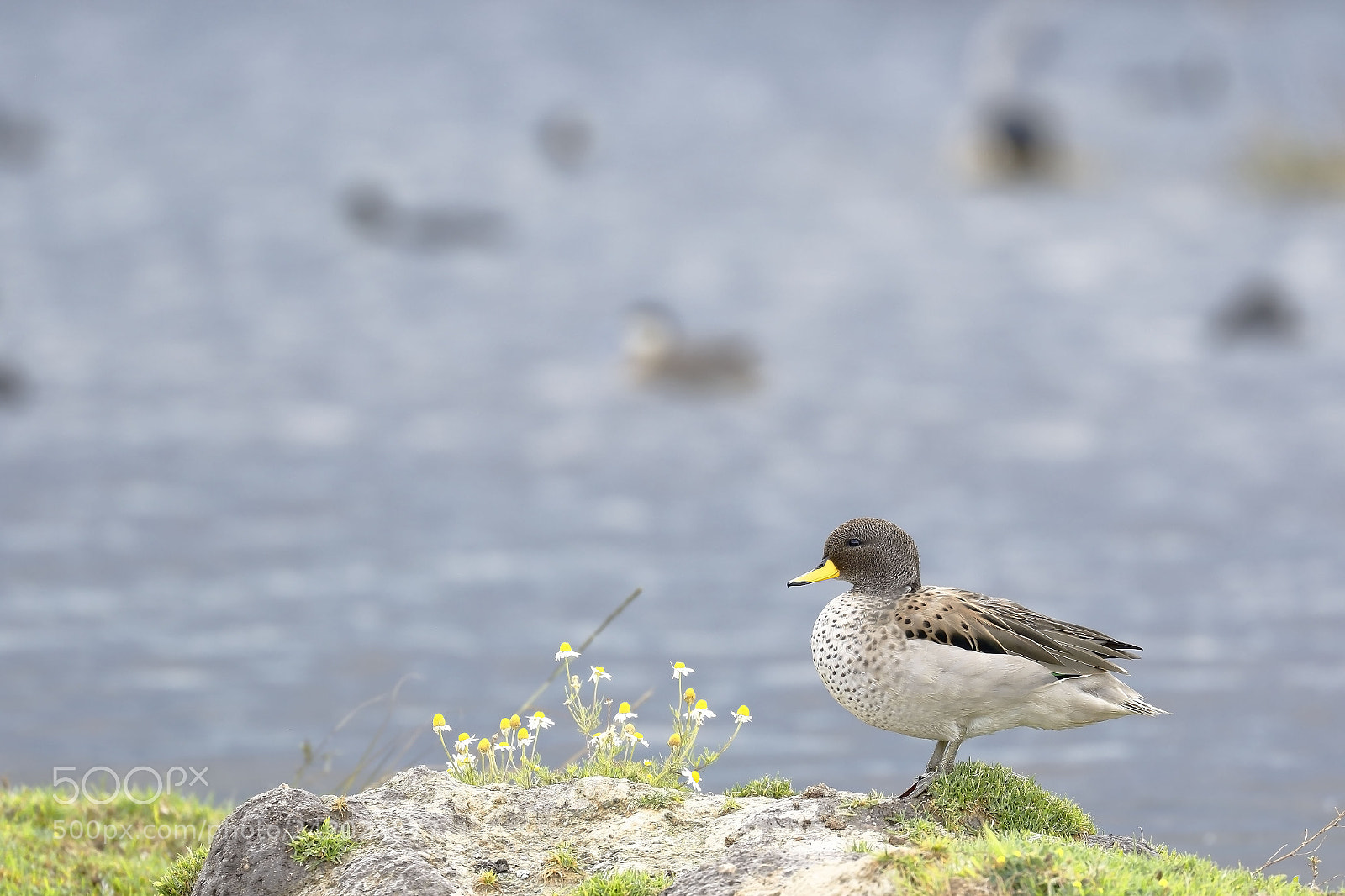 Canon EOS 7D Mark II sample photo. Pato barcino (anas flavirostris) photography