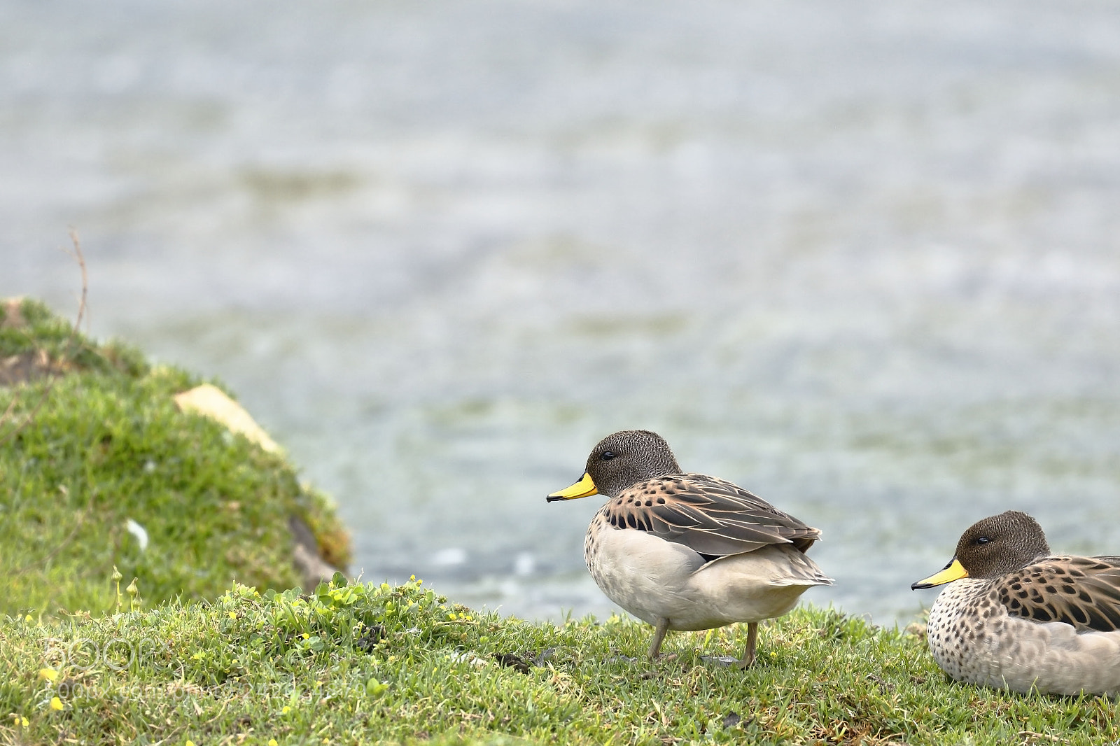 Canon EOS 7D Mark II sample photo. Pato barcino (anas flavirostris) photography