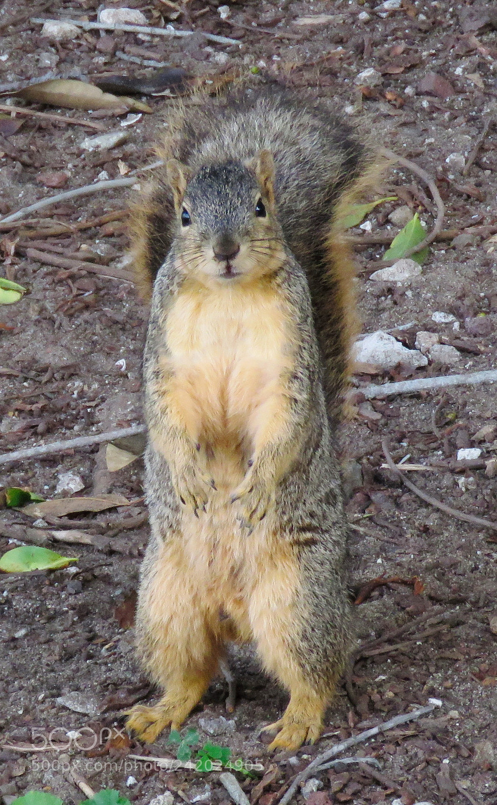 Canon PowerShot SX60 HS sample photo. Squirrel standing up to photography