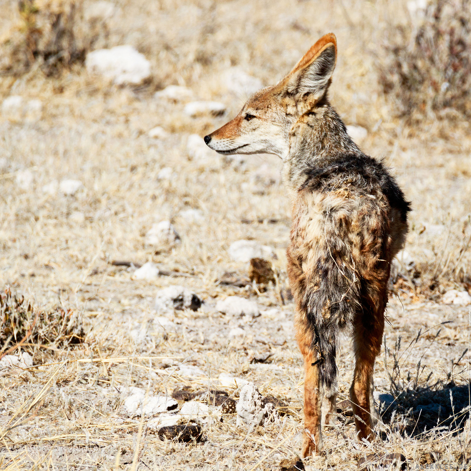 Canon EOS 7D Mark II sample photo. The lonesome black-backed jackal photography
