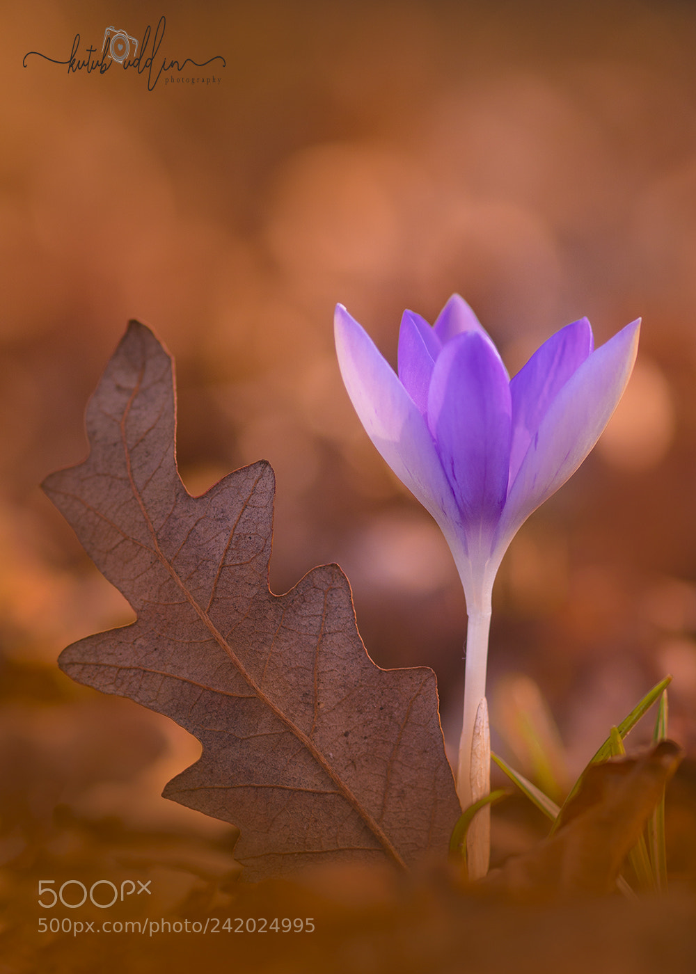 Sony ILCA-77M2 sample photo. First crocus of 2018 photography
