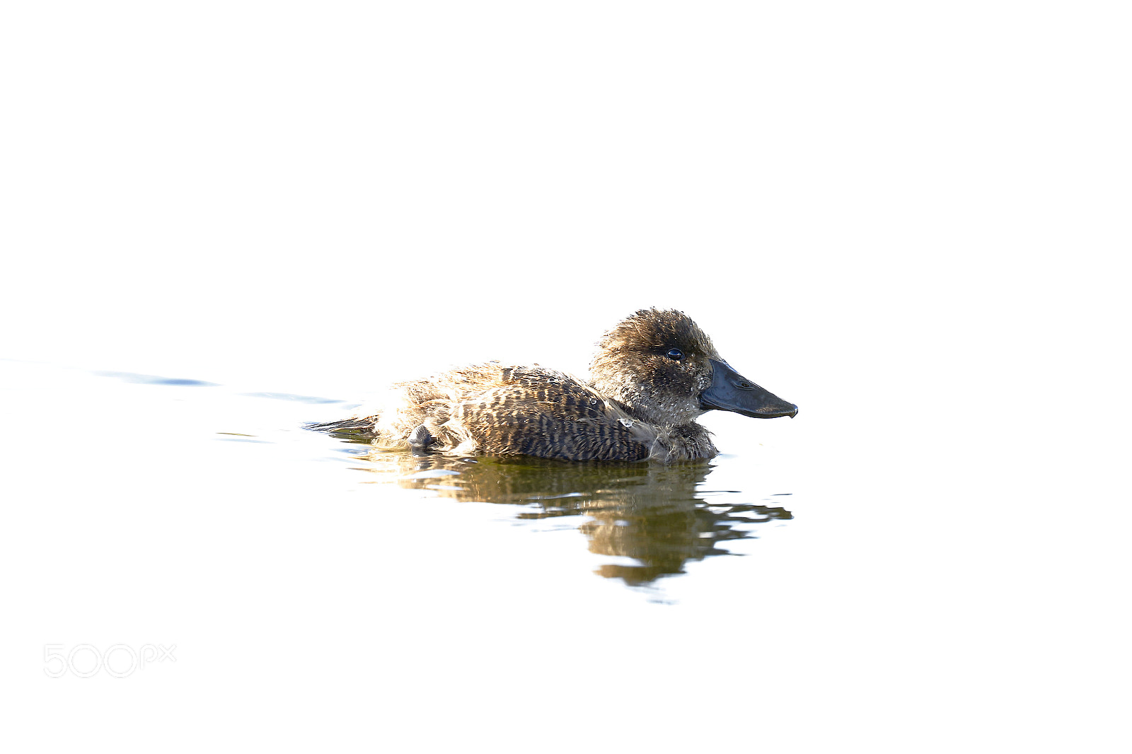 Canon EOS 7D Mark II sample photo. Pato rana (oxyura ferruginea) photography