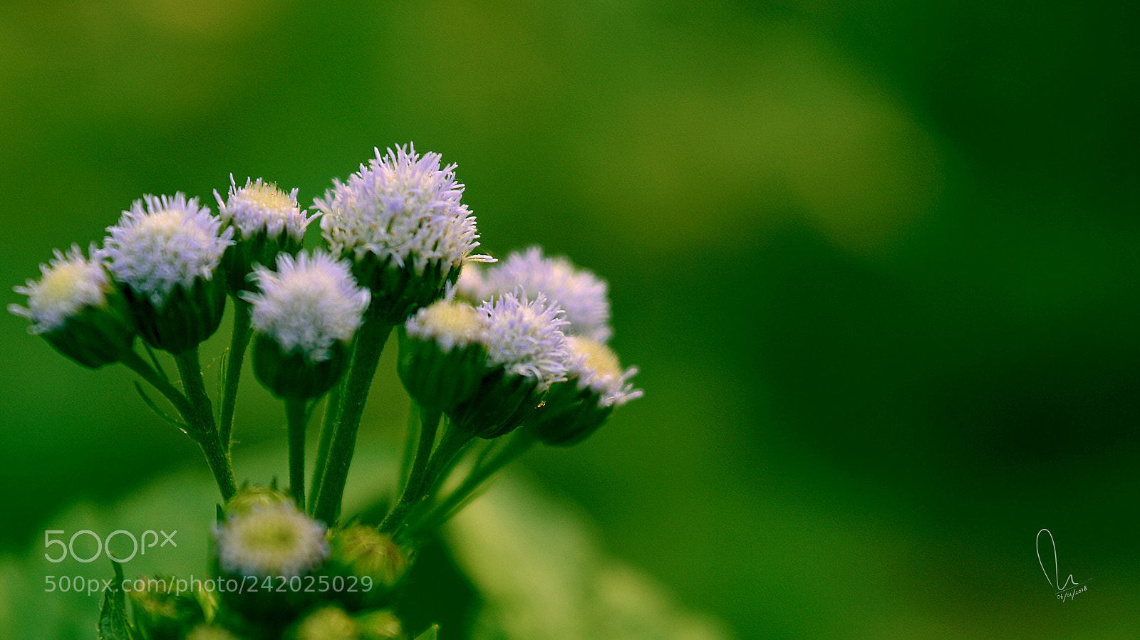 Nikon D3200 sample photo. Flowers photography