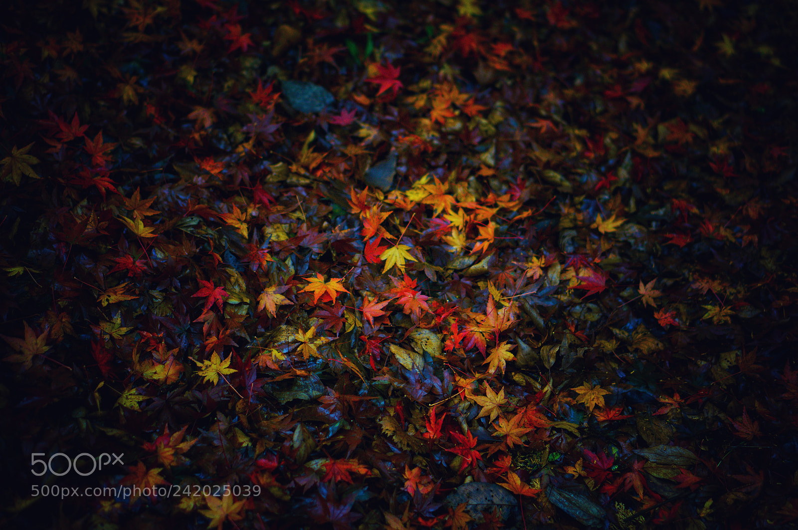 Sony Alpha NEX-6 sample photo. Untitled photography