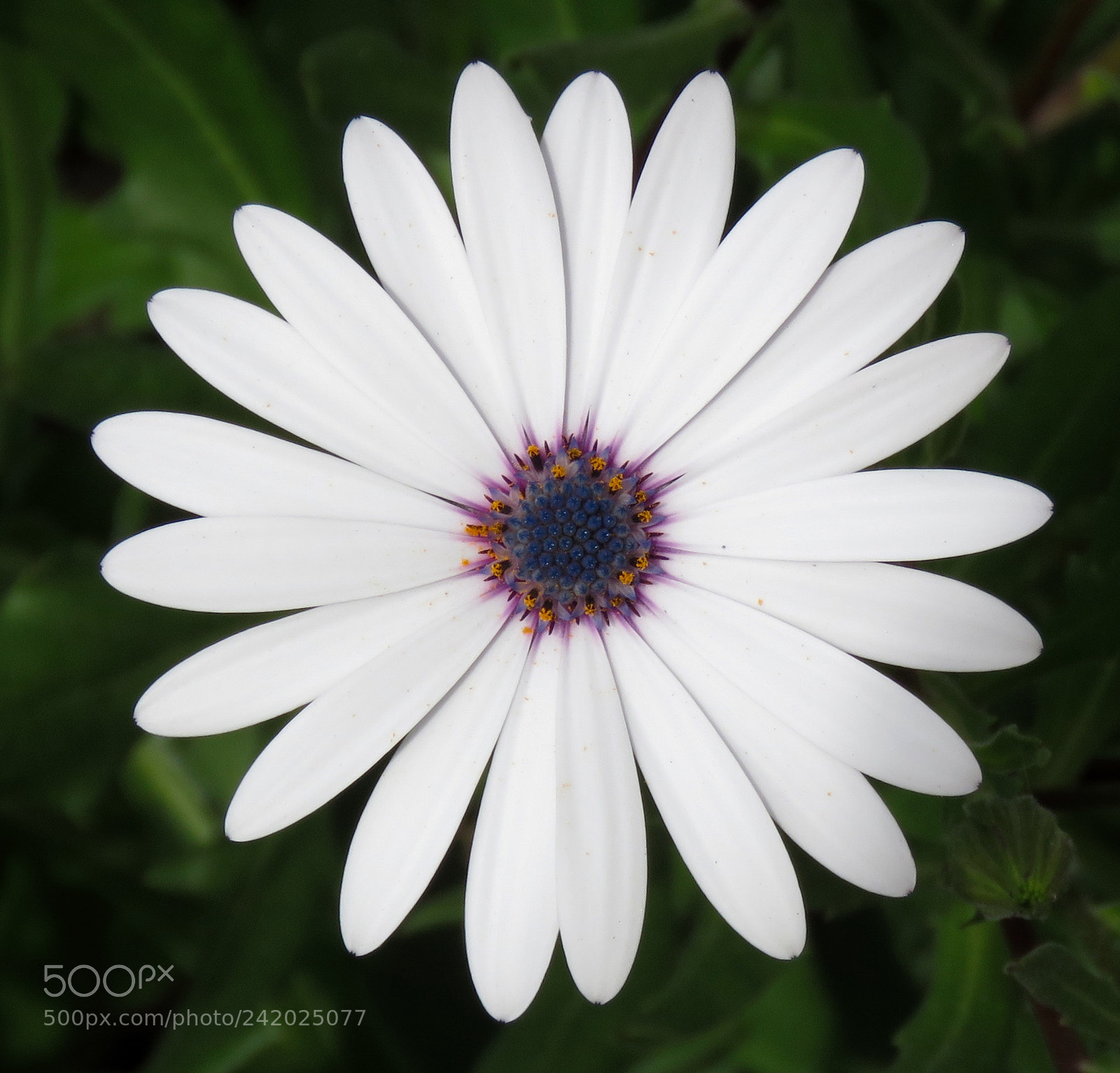 Canon PowerShot SX60 HS sample photo. A white and purple photography