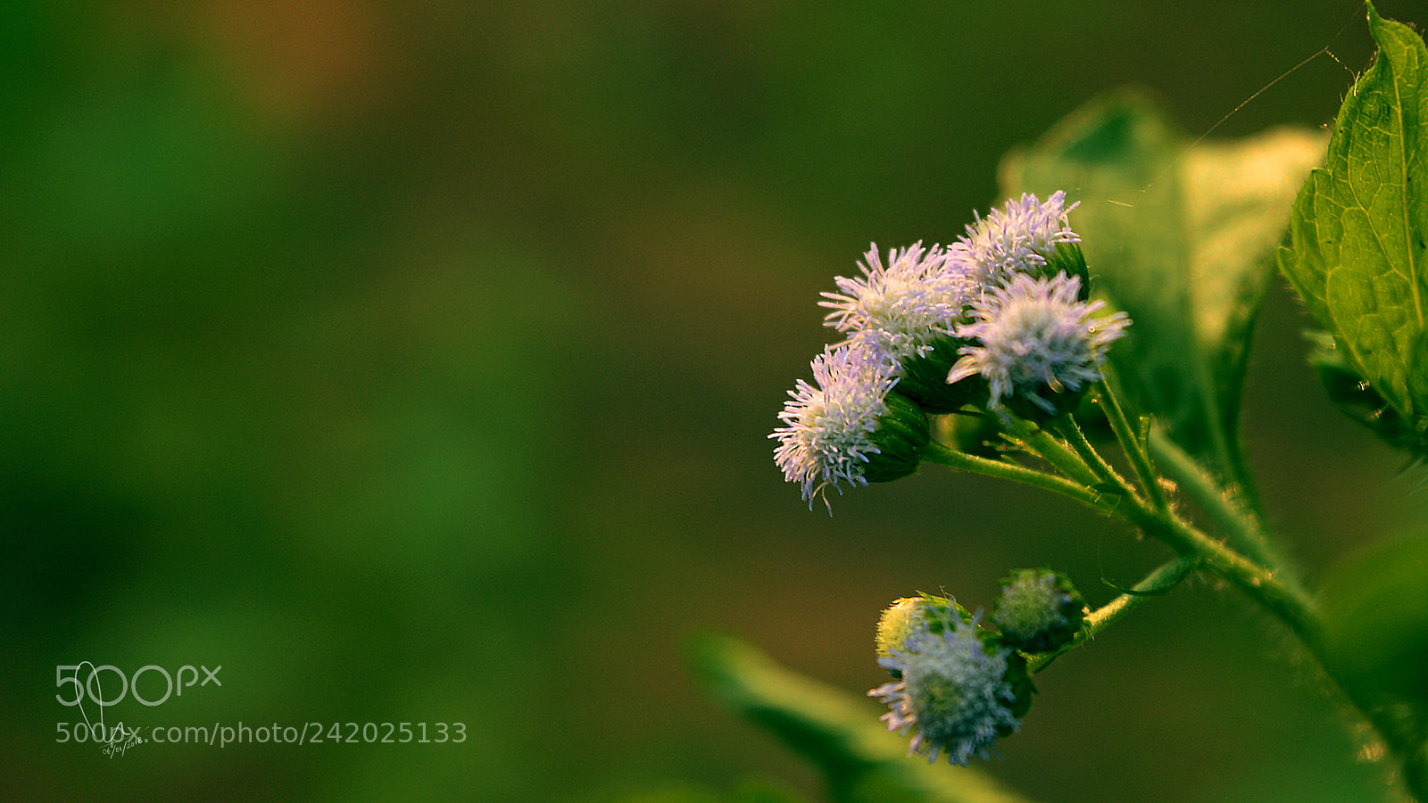 Nikon D3200 sample photo. Flowers on sunlight photography