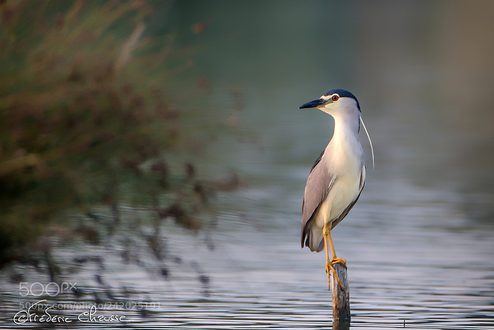 Nikon D800E sample photo. Nycticorax nycticorax photography