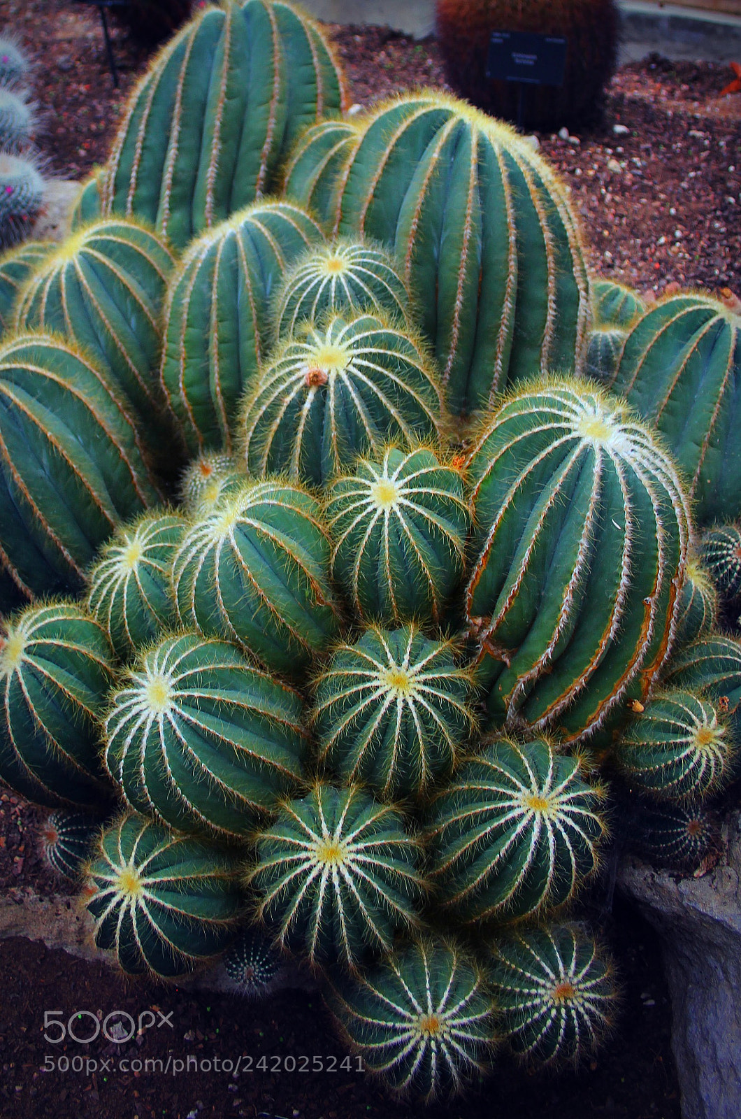 Canon EOS 550D (EOS Rebel T2i / EOS Kiss X4) sample photo. Cactus photography