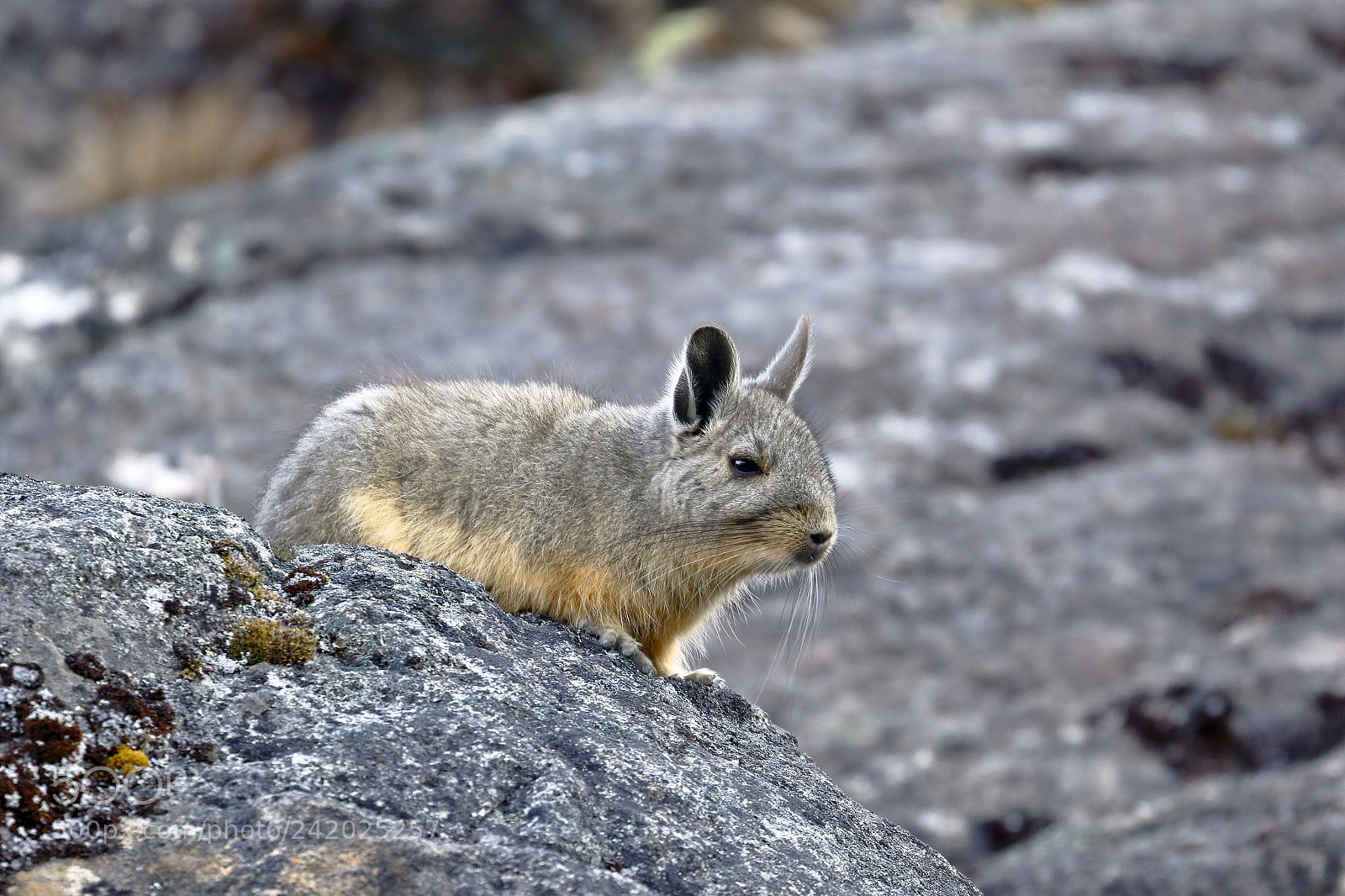 Canon EOS 7D Mark II sample photo. Vizcacha (lagidium viscacia) photography