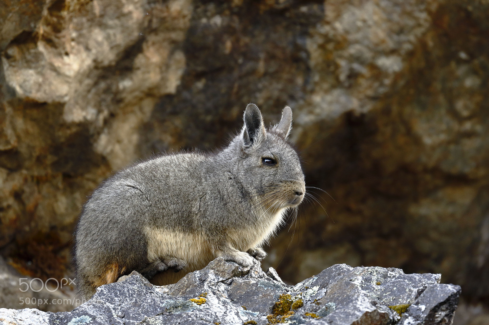 Canon EOS 7D Mark II sample photo. Vizcacha (lagidium viscacia) photography