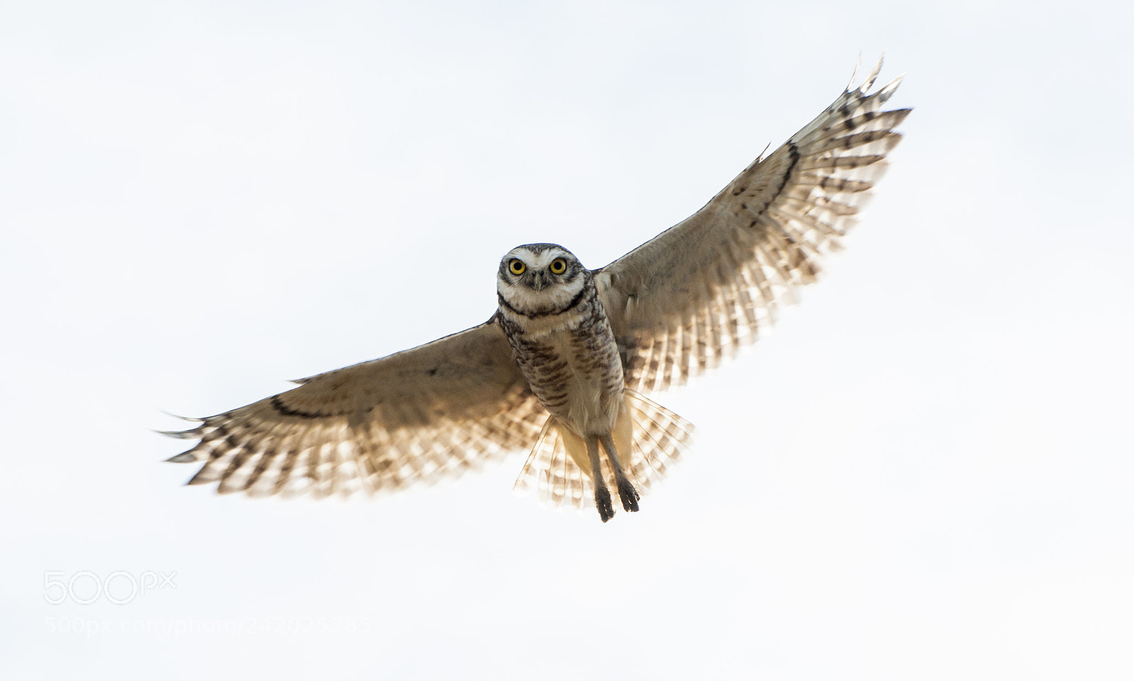 Nikon D90 sample photo. Athene cunicularia photography