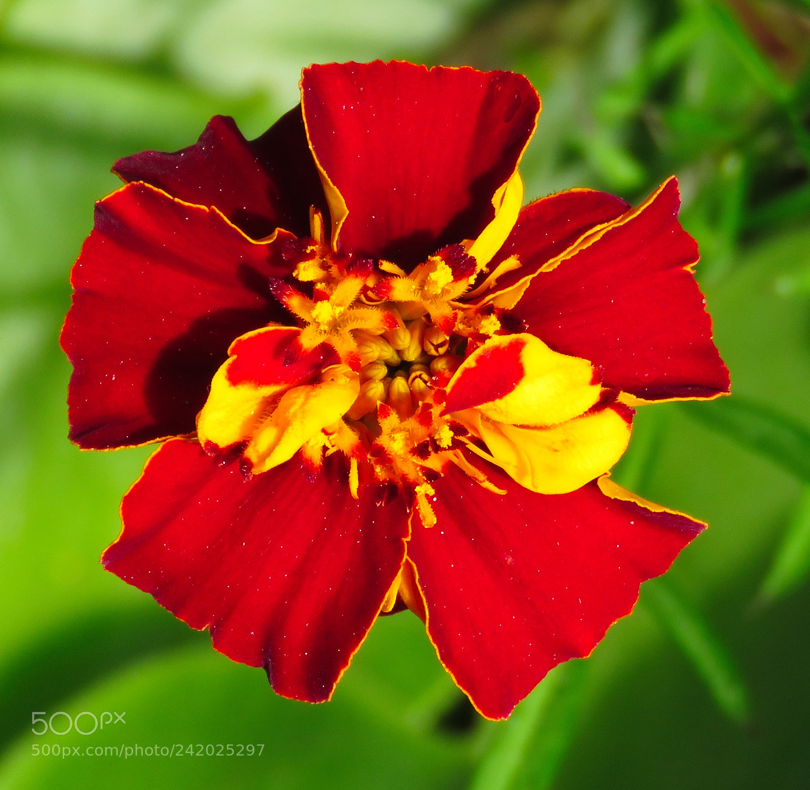 Canon PowerShot SX60 HS sample photo. A red flower in photography