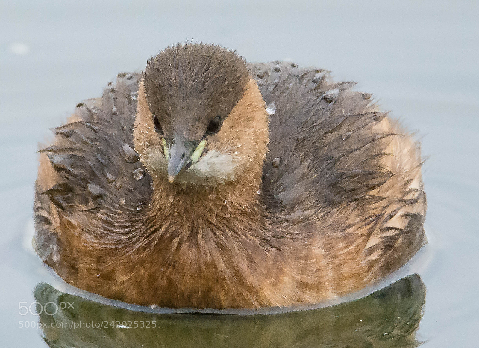 Nikon D7100 sample photo. Fluffed up little grebe. photography
