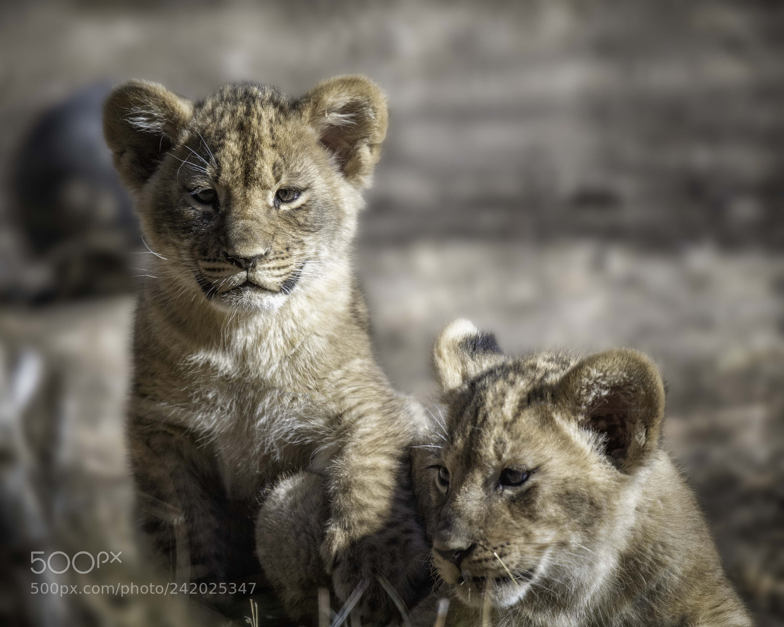 Nikon D850 sample photo. Lion cubs photography
