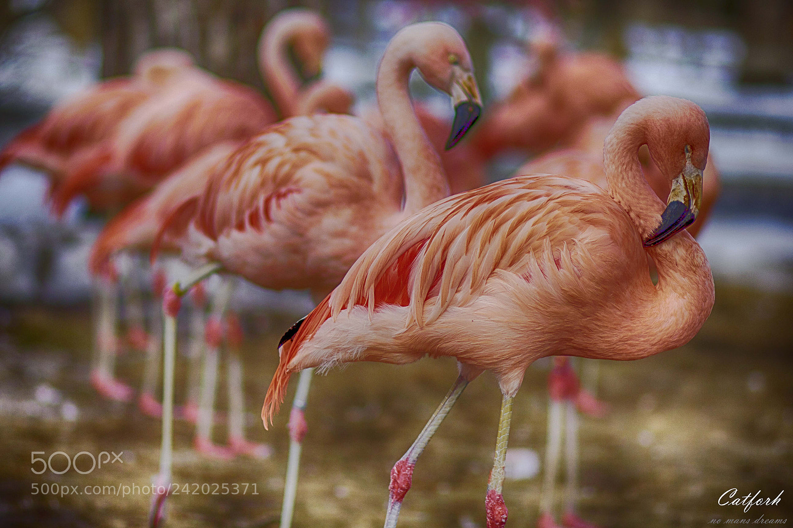 Canon EOS 550D (EOS Rebel T2i / EOS Kiss X4) sample photo. Flamingo photography