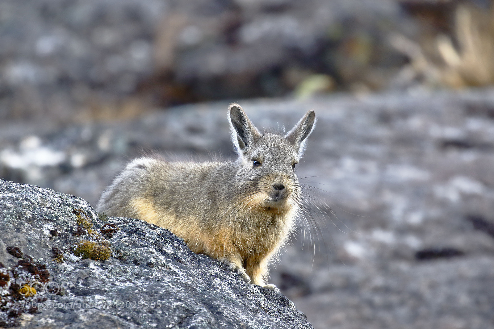Canon EOS 7D Mark II sample photo. Vizcacha (lagidium viscacia) photography