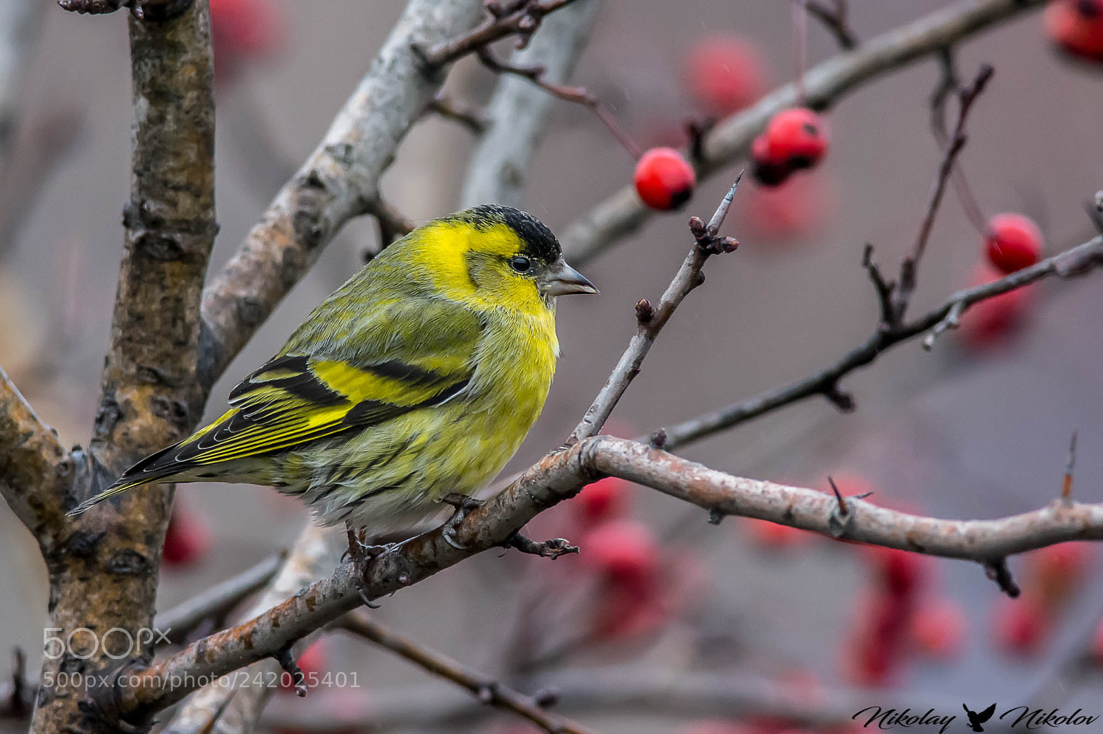 Nikon D7200 sample photo. Елшова скатия (carduelis spinus) photography