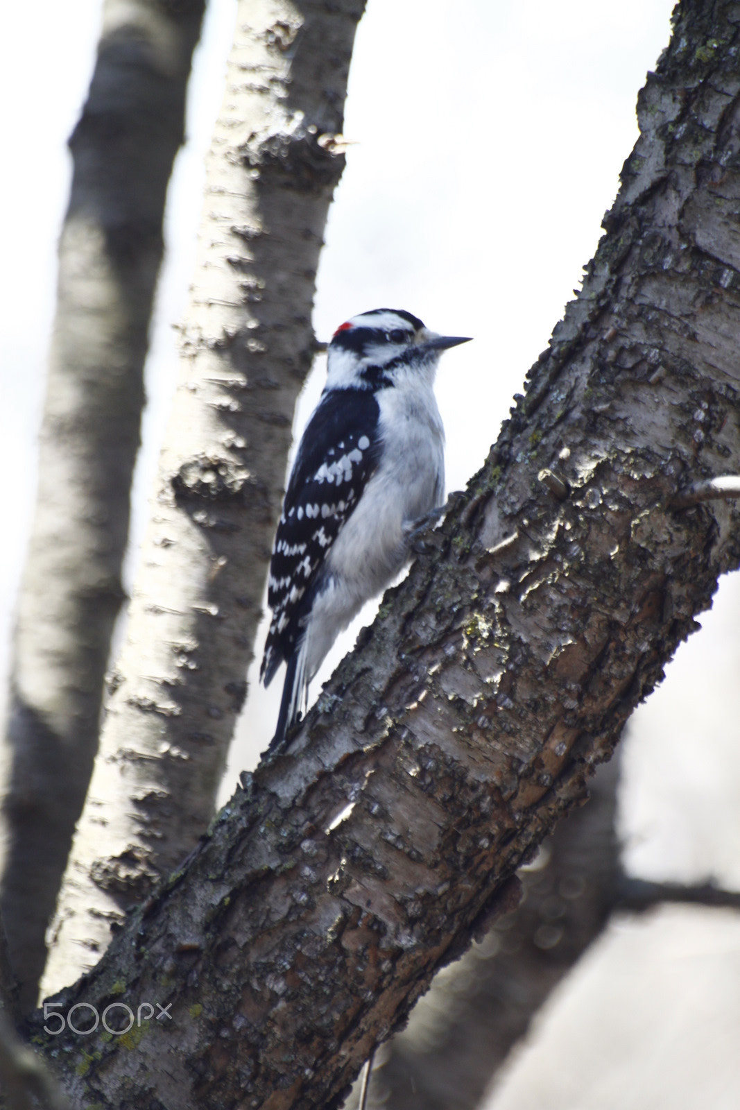 Sigma 70-300mm F4-5.6 APO DG Macro sample photo. 9721787420.jpg photography