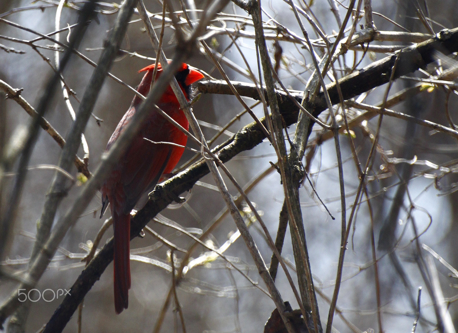 Sigma 70-300mm F4-5.6 APO DG Macro sample photo. 9721789104.jpg photography