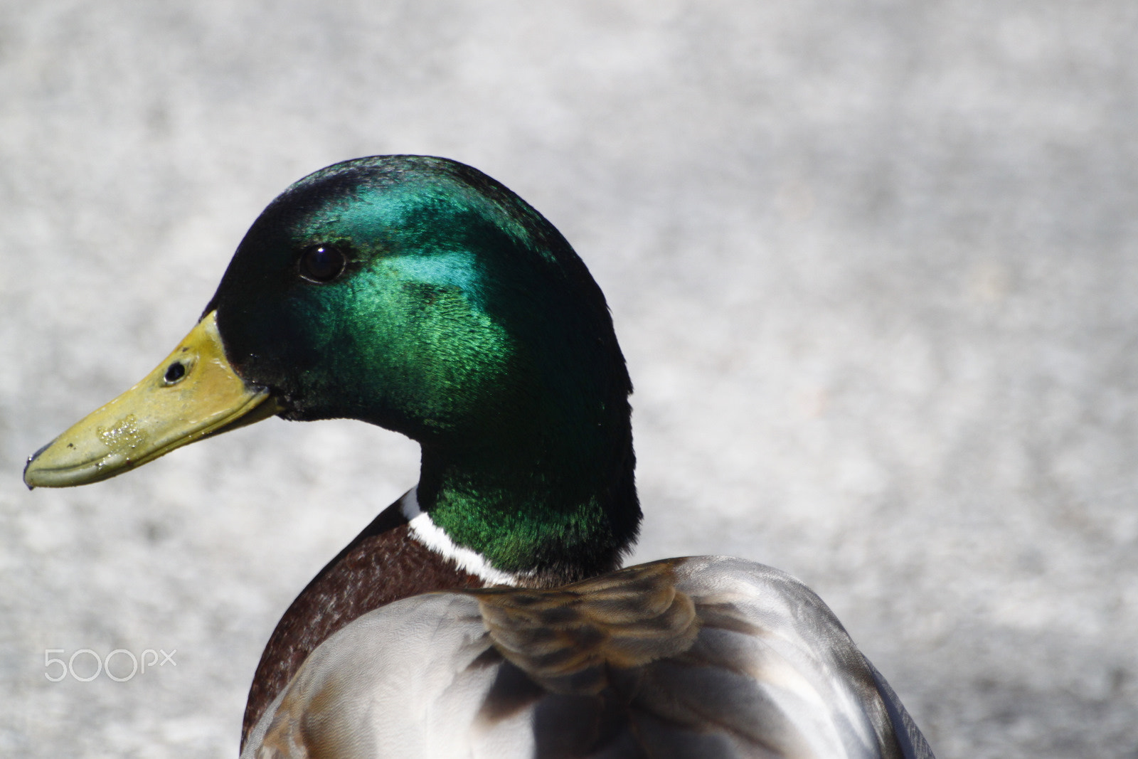 Sigma 70-300mm F4-5.6 APO DG Macro sample photo. 9721788038.jpg photography