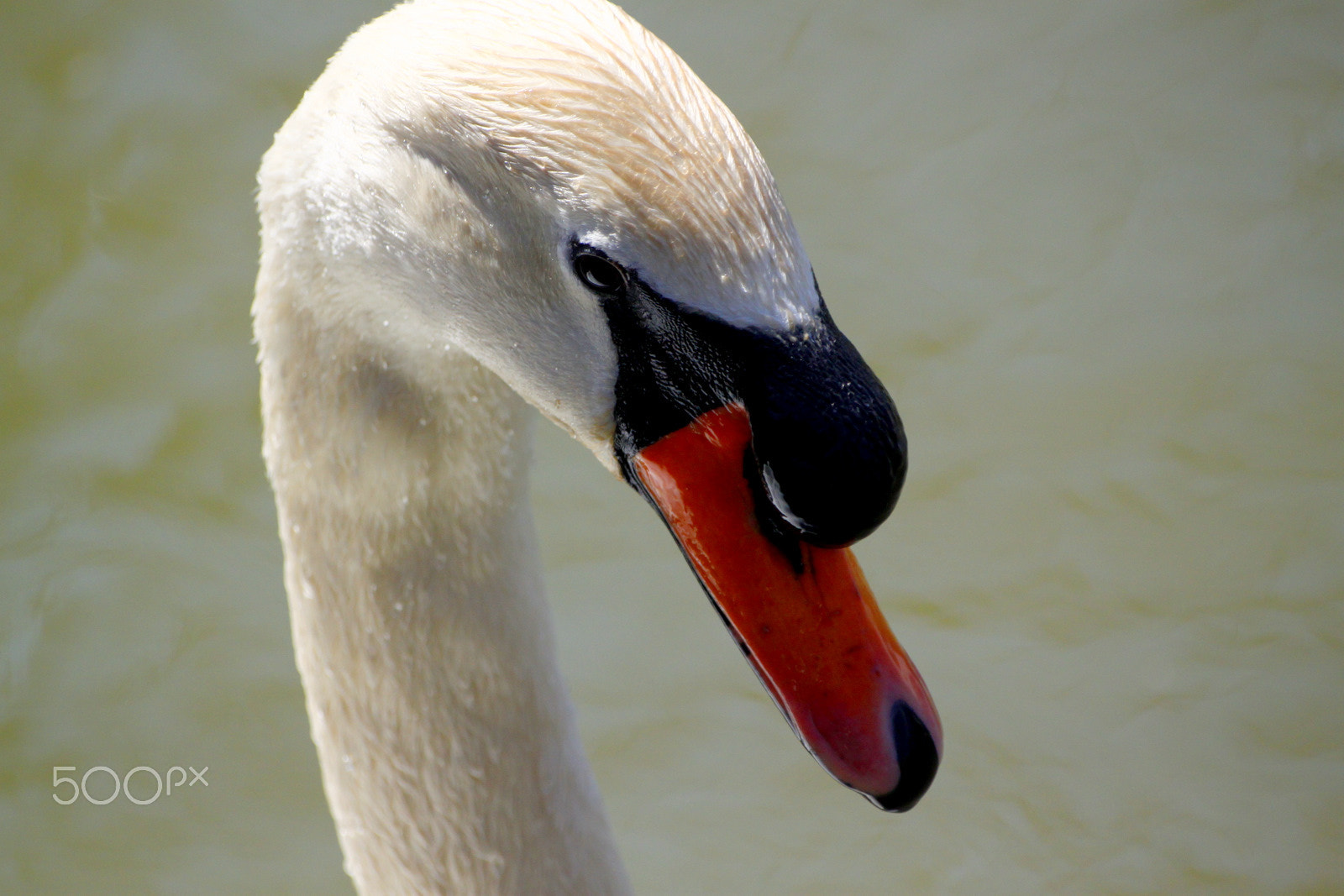 Sigma 70-300mm F4-5.6 APO DG Macro sample photo. 9721787642.jpg photography
