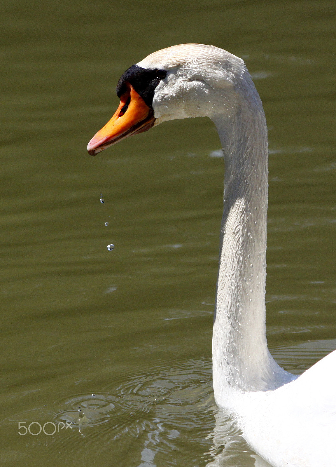 Sigma 70-300mm F4-5.6 APO DG Macro sample photo. 9721788992.jpg photography