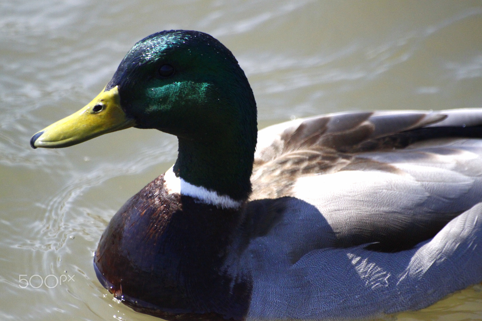 Sigma 70-300mm F4-5.6 APO DG Macro sample photo. 9721787060.jpg photography