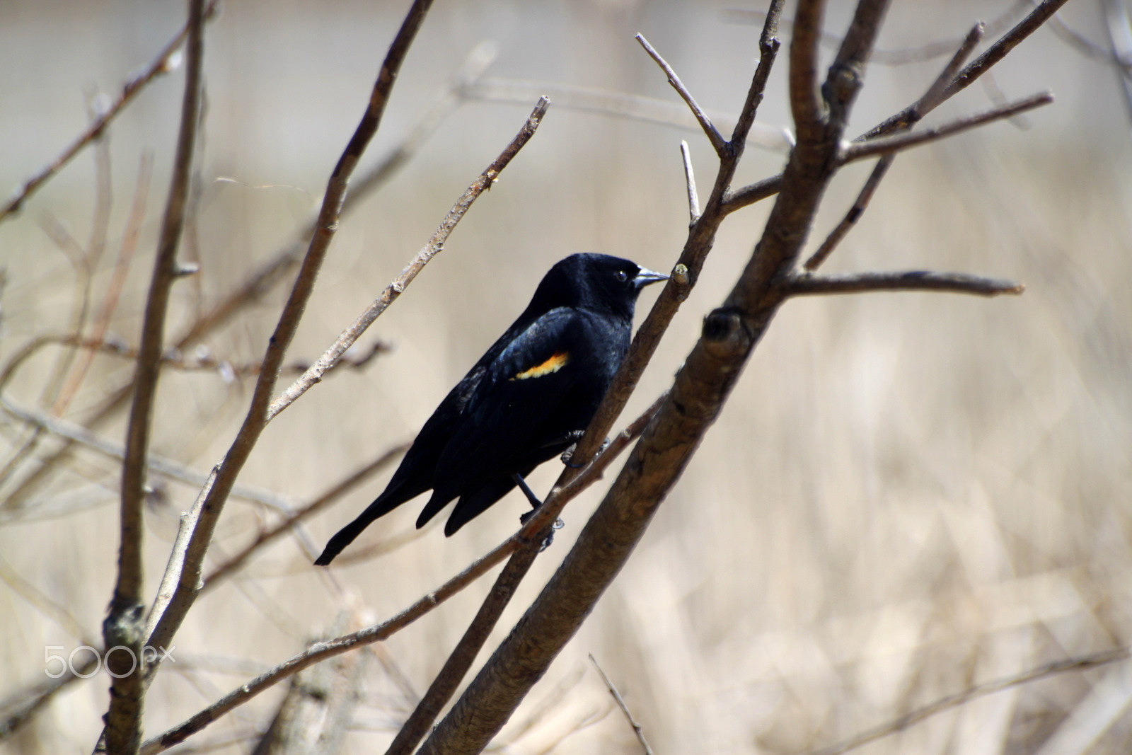 Sigma 70-300mm F4-5.6 APO DG Macro sample photo. 9721787716.jpg photography