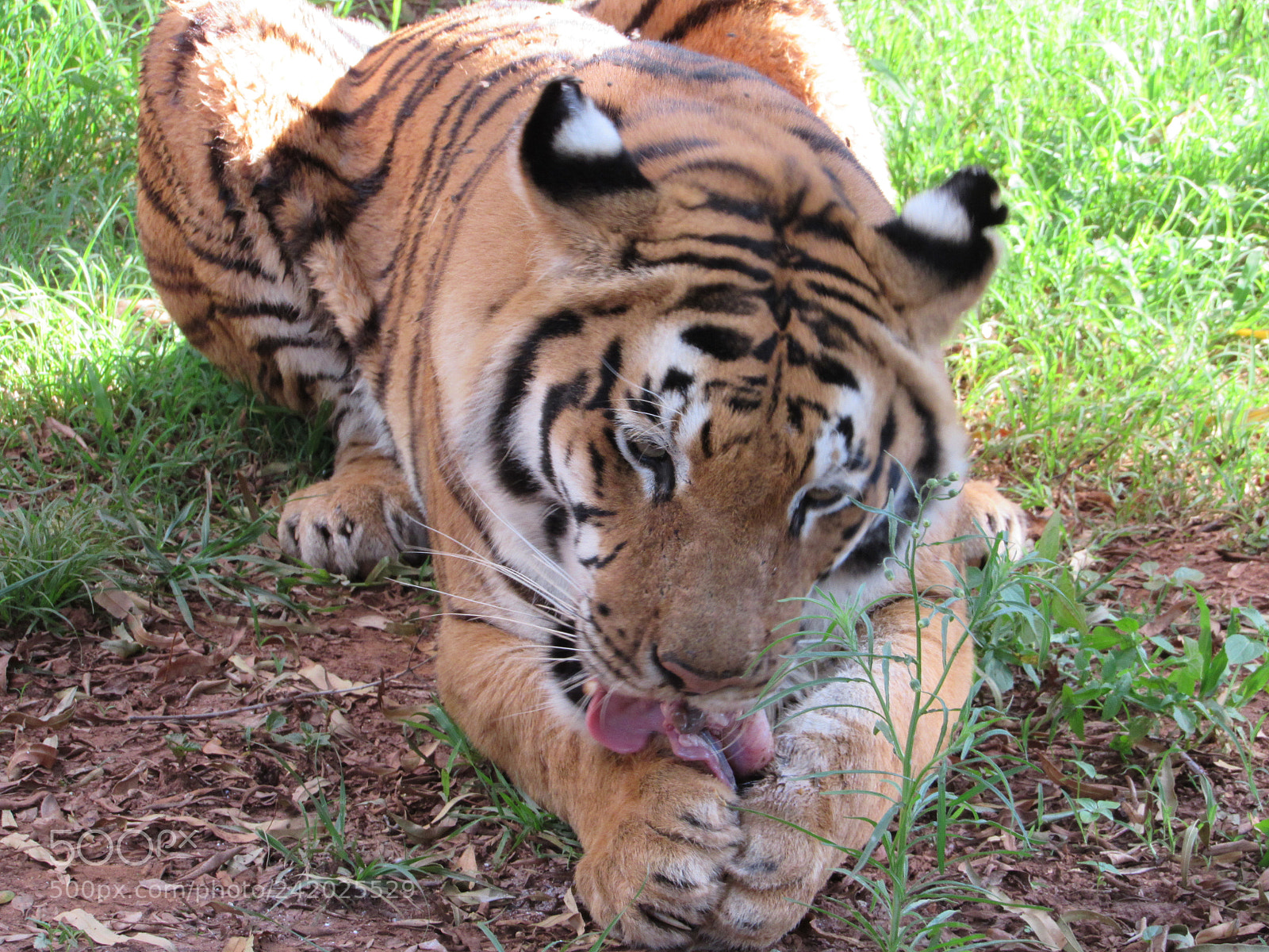 Canon PowerShot SX520 HS sample photo. Untitled photography
