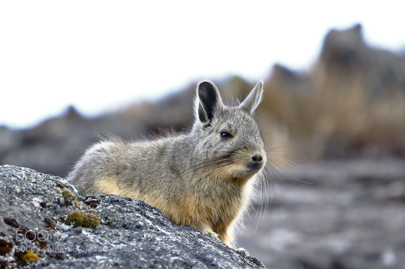 Canon EOS 7D Mark II sample photo. Vizcacha (lagidium viscacia) photography