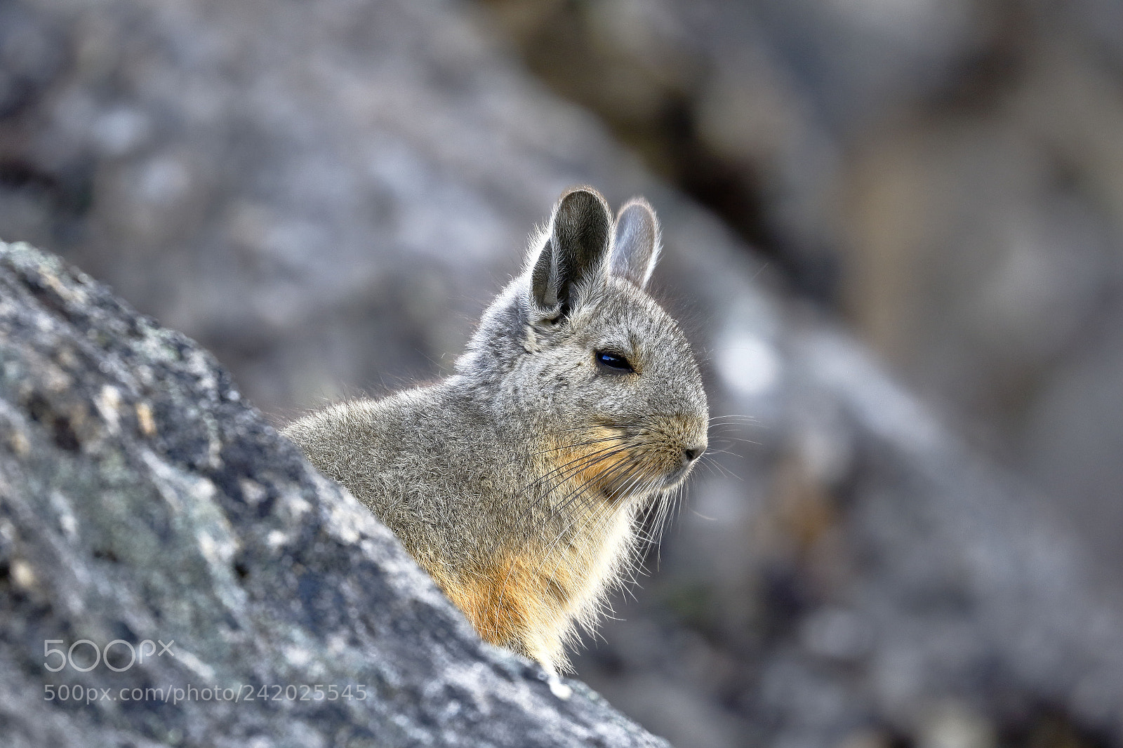 Canon EOS 7D Mark II sample photo. Vizcacha (lagidium viscacia) photography