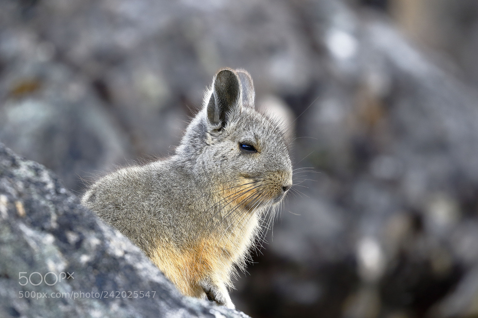 Canon EOS 7D Mark II sample photo. Vizcacha (lagidium viscacia) photography