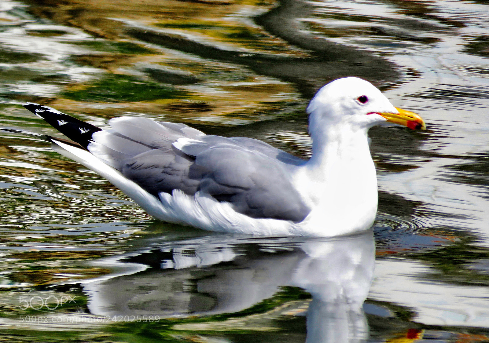 Canon PowerShot SX60 HS sample photo. Seagull swimming in the photography