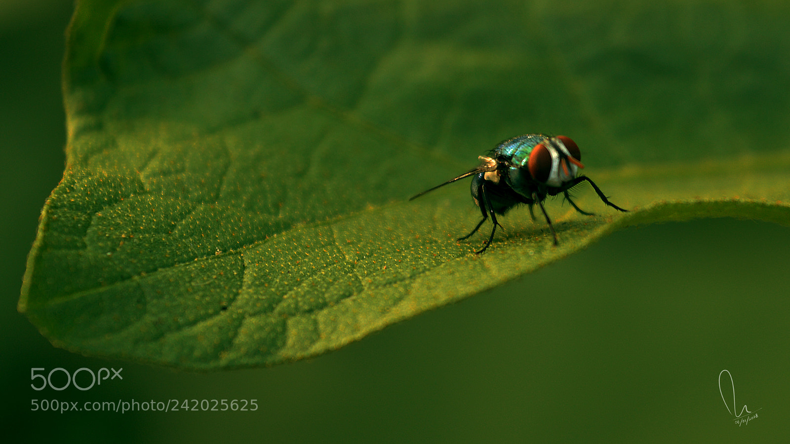 Nikon D3200 sample photo. House fly on leaf photography