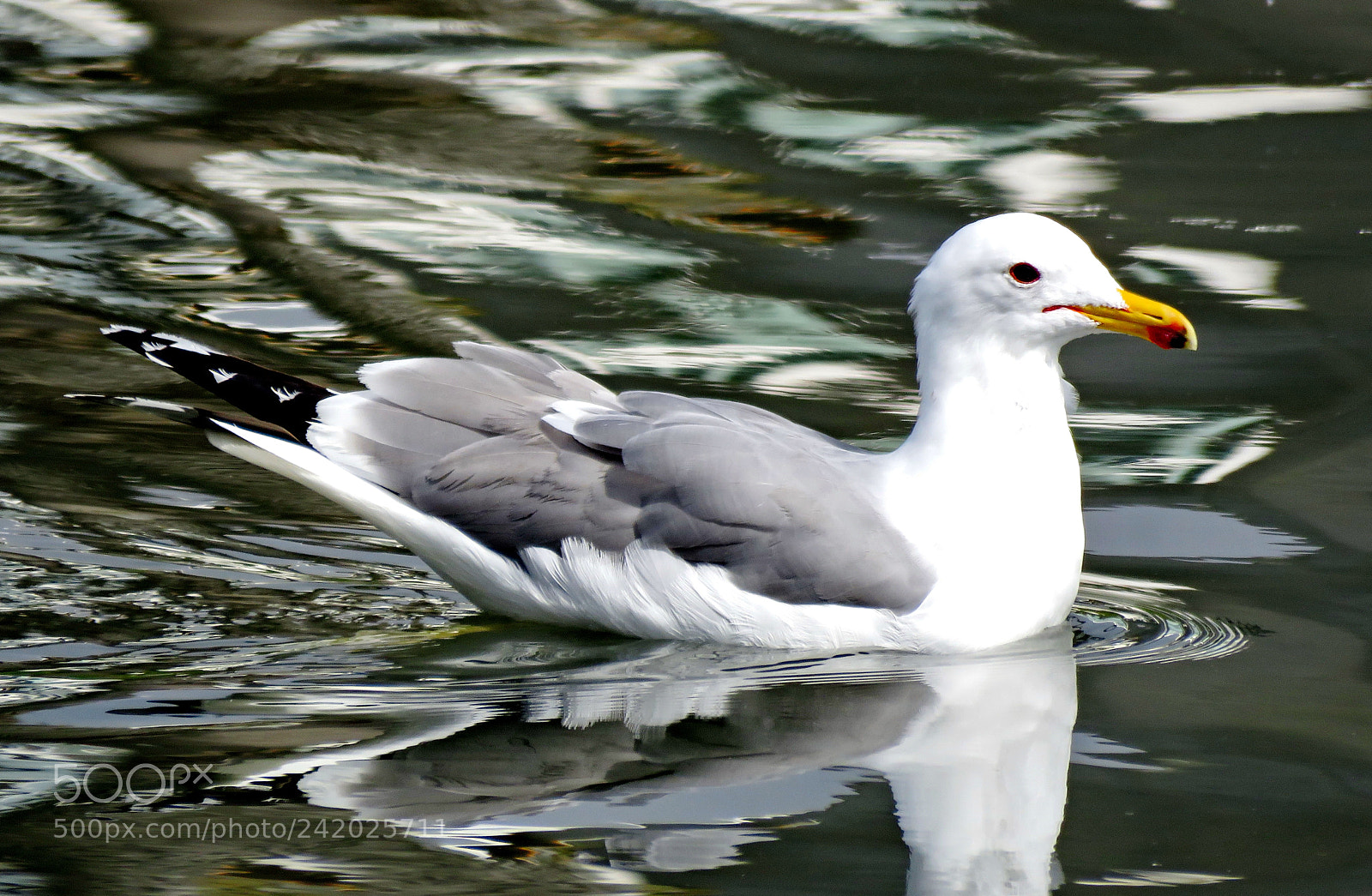 Canon PowerShot SX60 HS sample photo. Seagull swimming in the photography