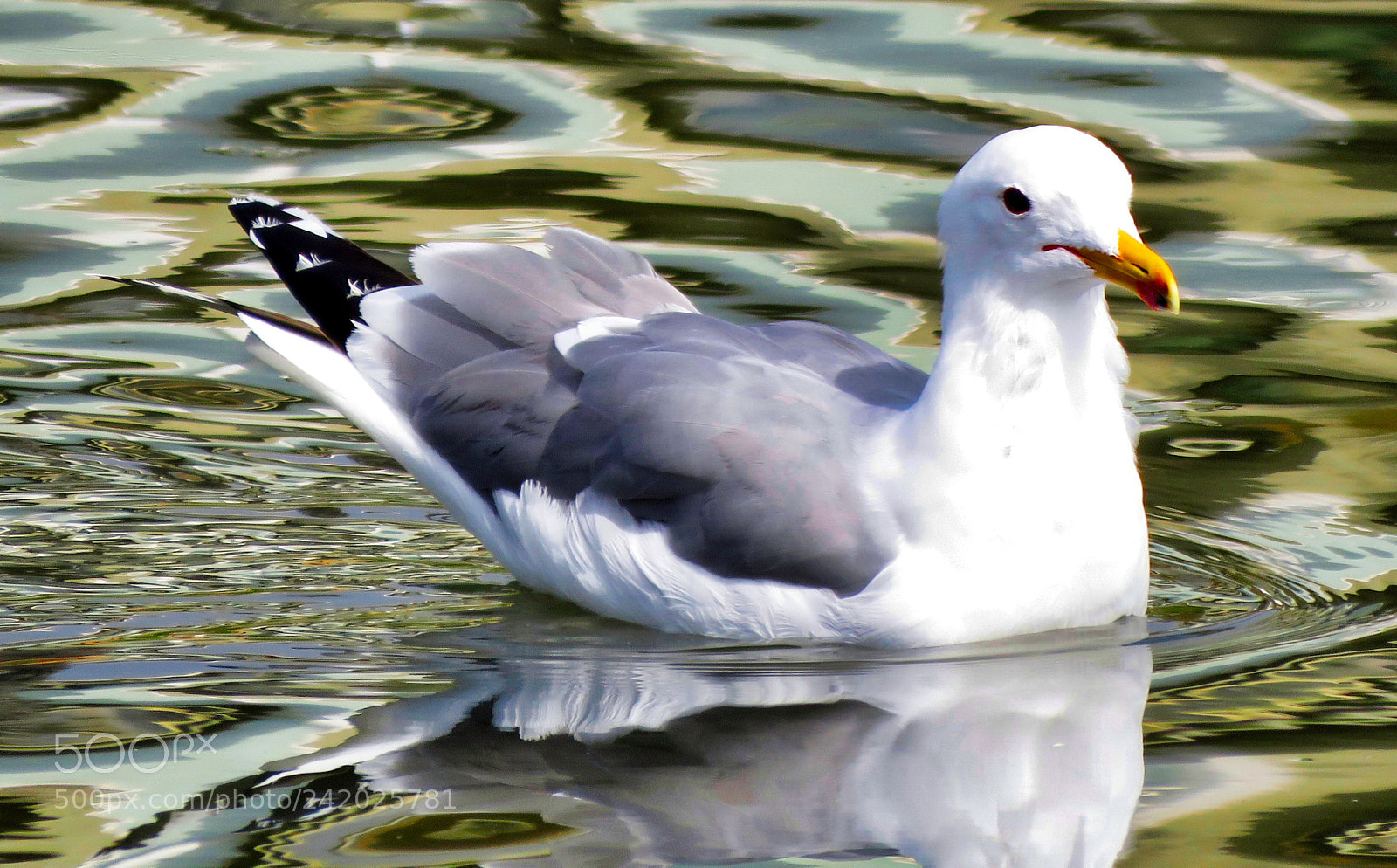 Canon PowerShot SX60 HS sample photo. Seagull swimming in the photography