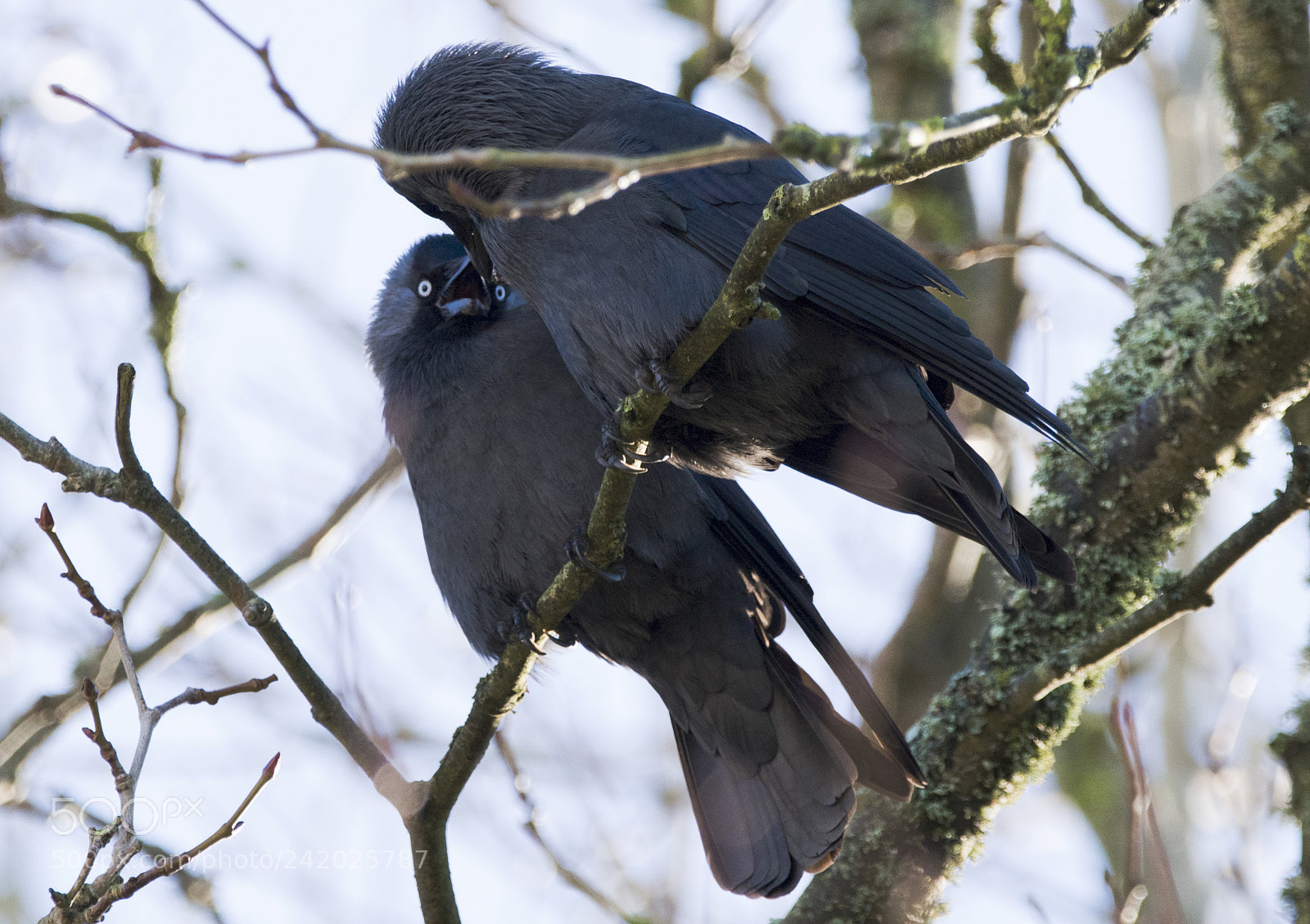 Nikon D800 sample photo. Two birds together photography