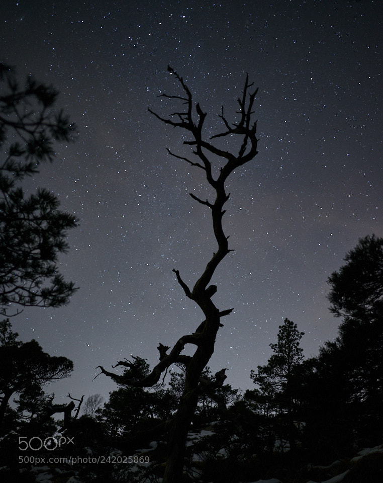 Nikon D800 sample photo. Clear winter sky photography