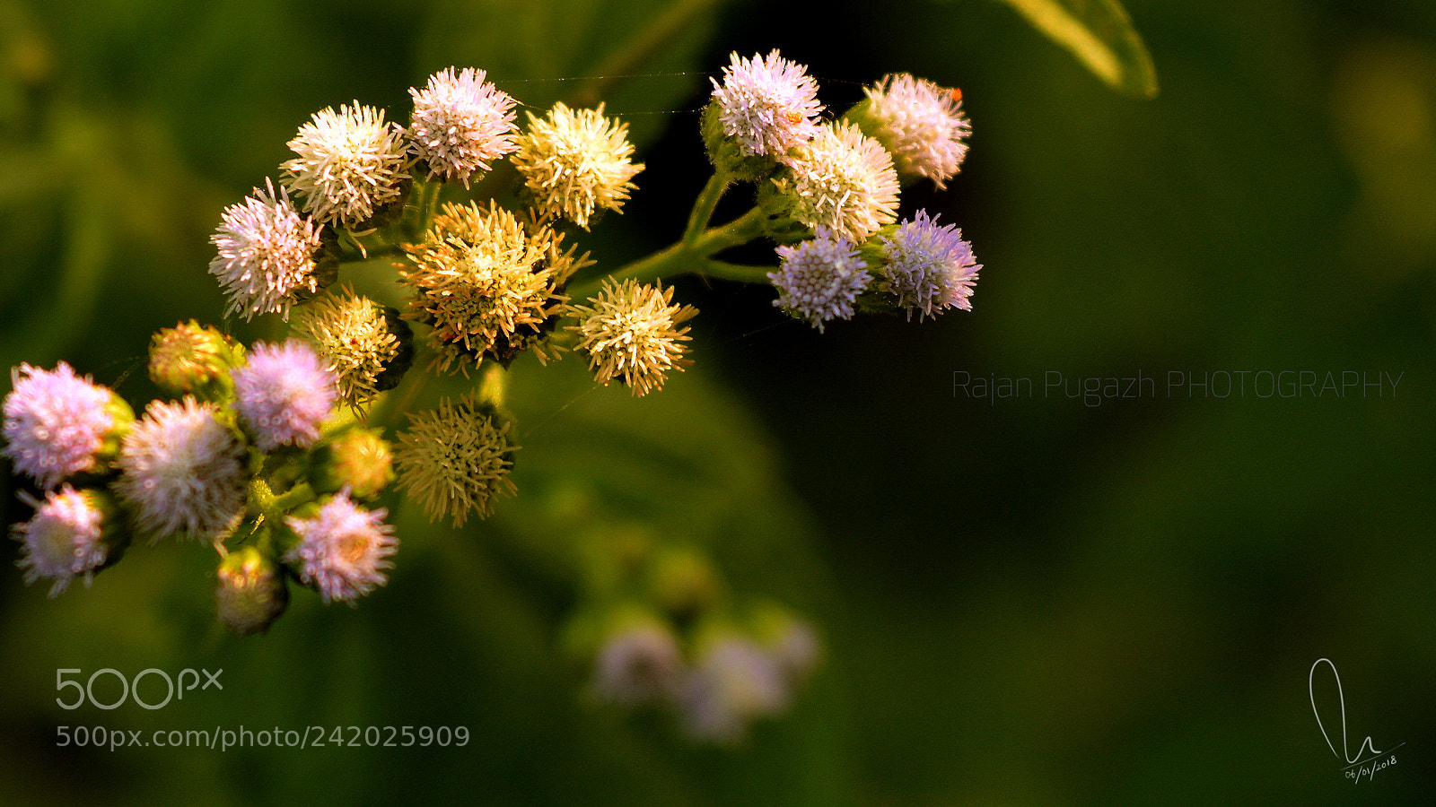 Nikon D3200 sample photo. Tiny flower photography