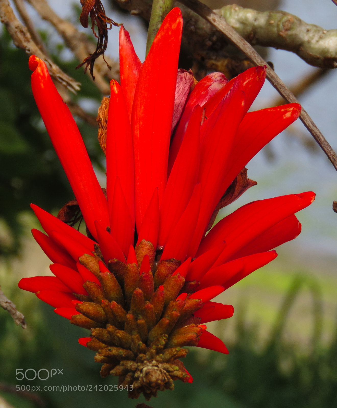 Canon PowerShot SX60 HS sample photo. Red pinecomb flower in photography