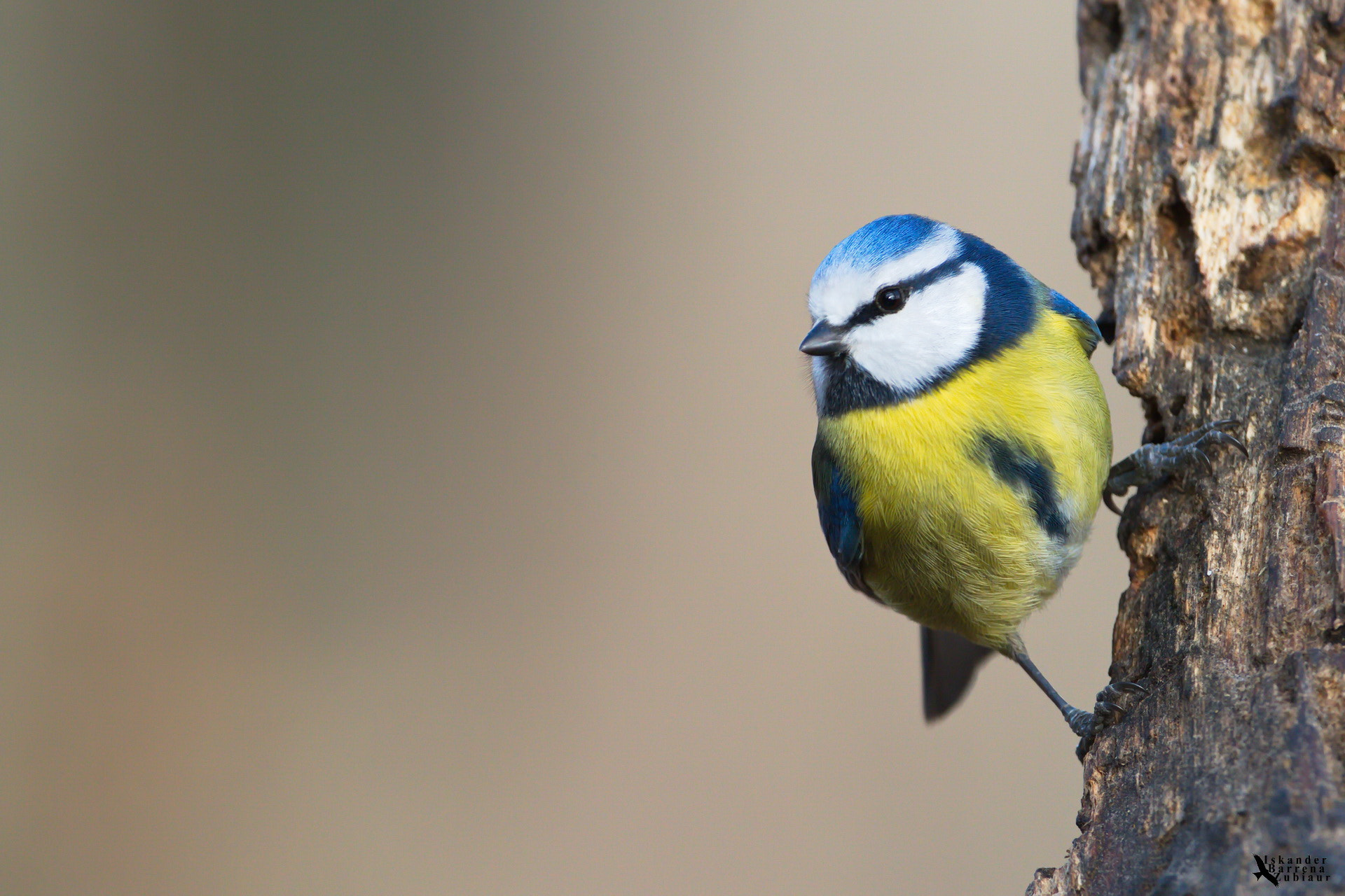 Canon EF 500mm F4L IS USM sample photo. Amilotx urdina photography