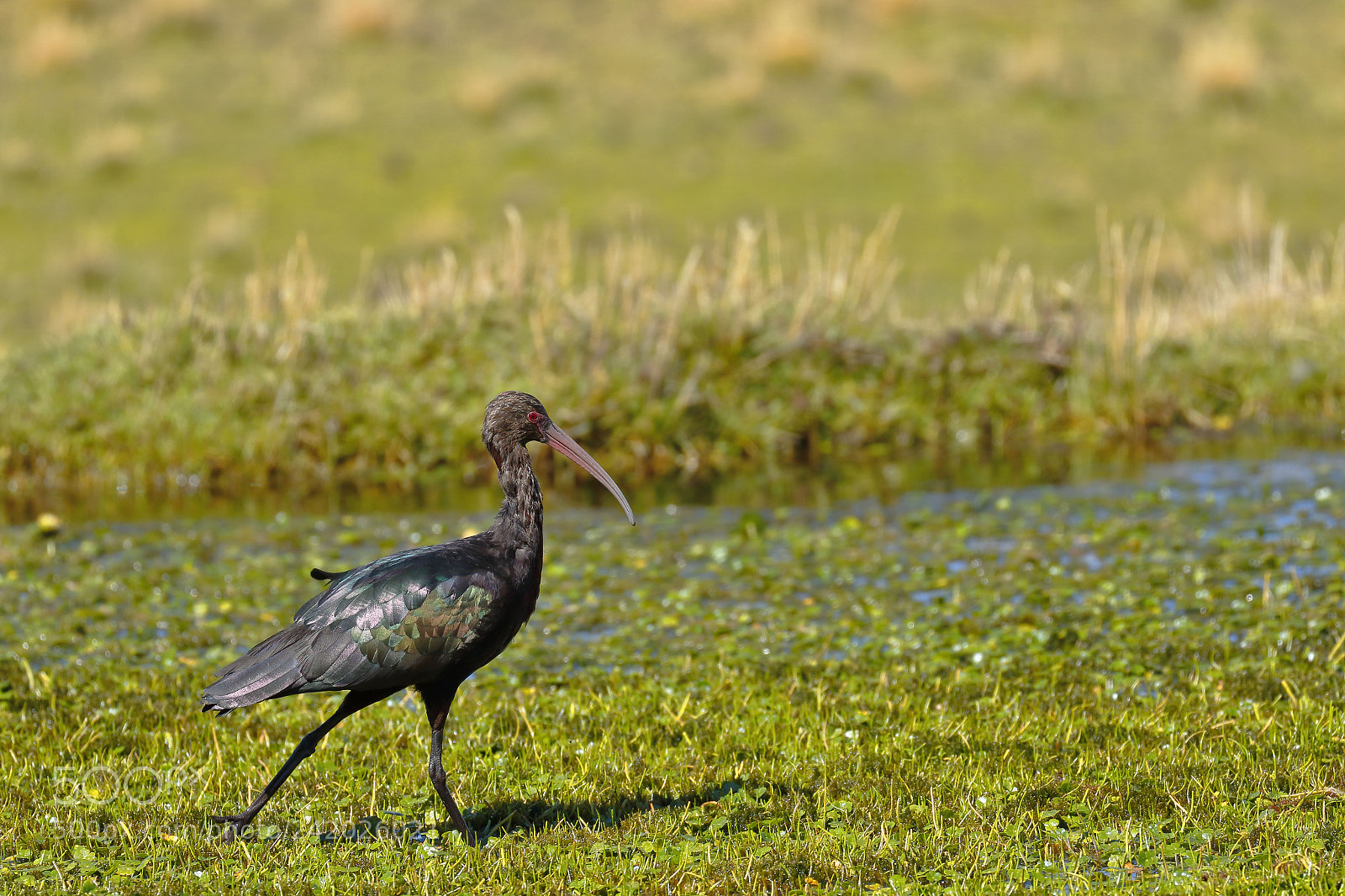 Canon EOS 7D Mark II sample photo. Yanavico plegadis ridgwayi caminando photography