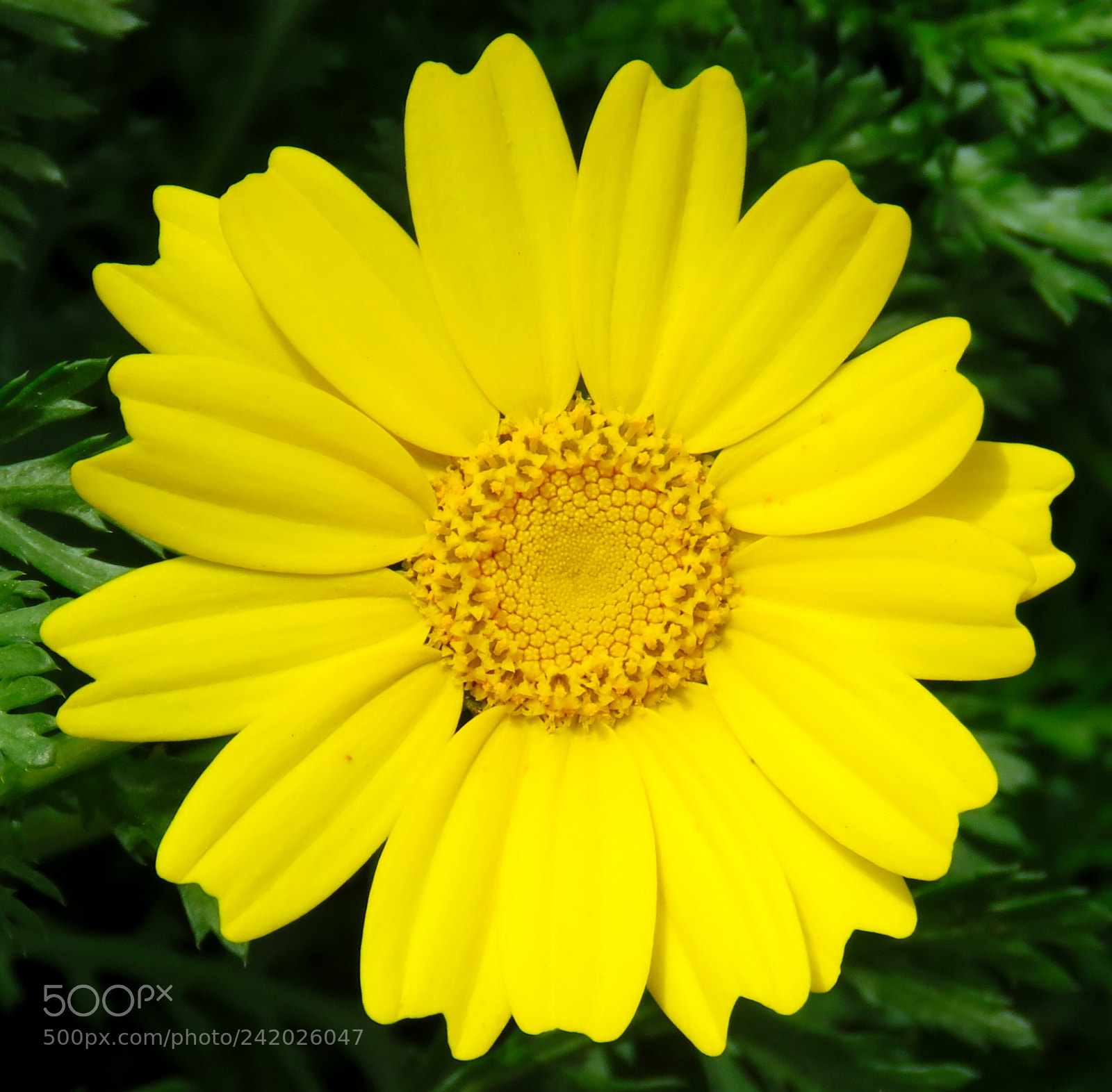 Canon PowerShot SX60 HS sample photo. A bright gold daisy photography