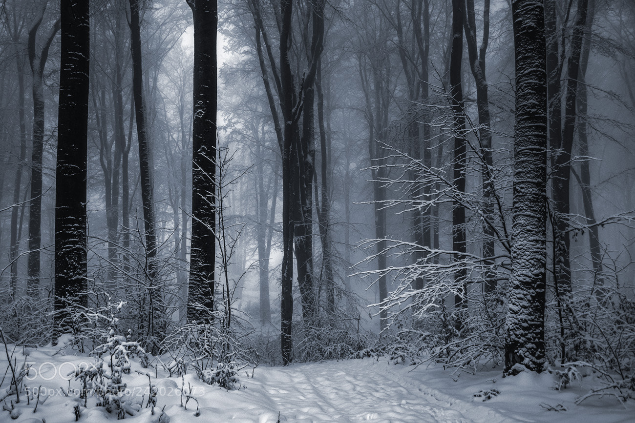 Pentax K-S2 sample photo. Silence of winter photography