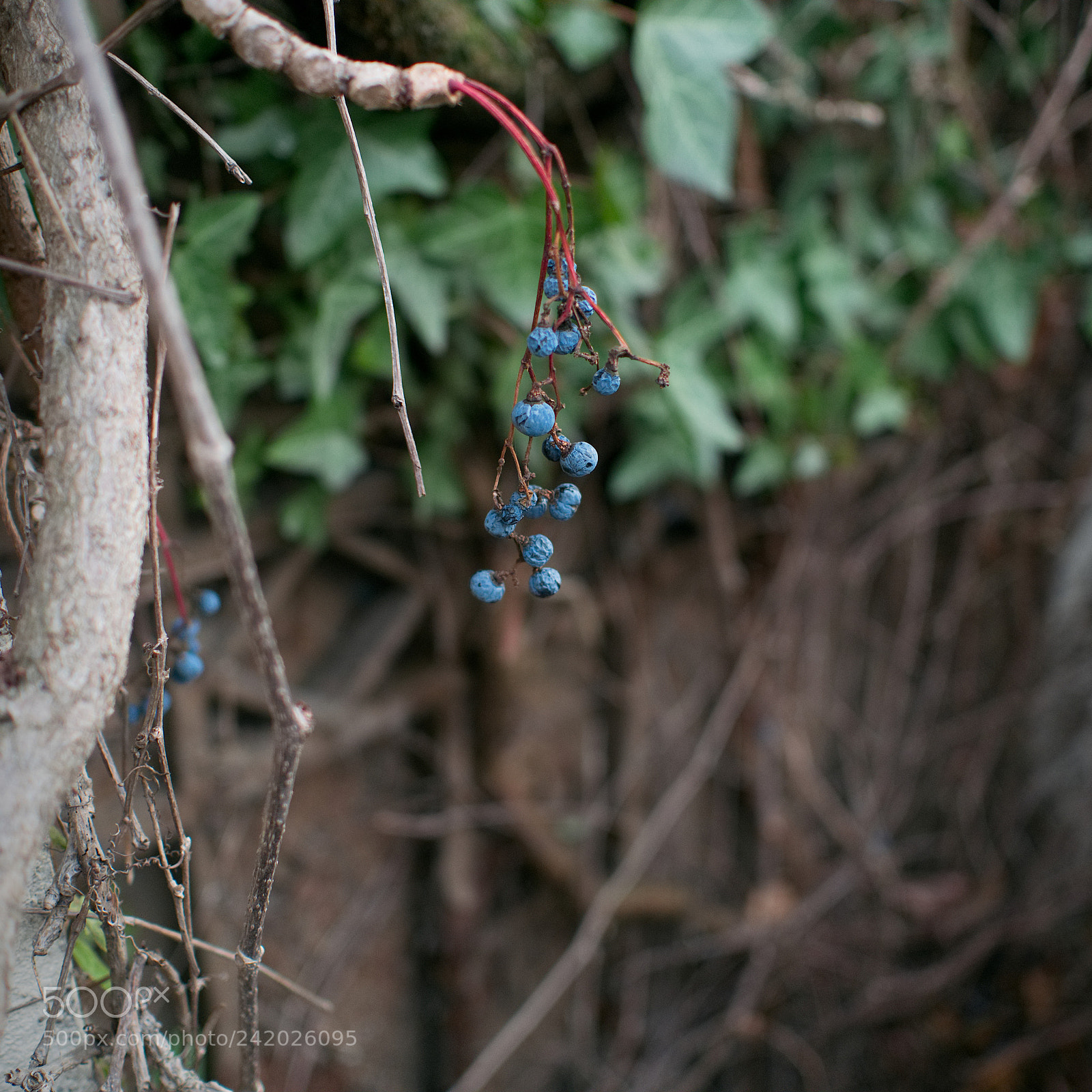 Panasonic Lumix DMC-GX85 (Lumix DMC-GX80 / Lumix DMC-GX7 Mark II) sample photo. *** photography