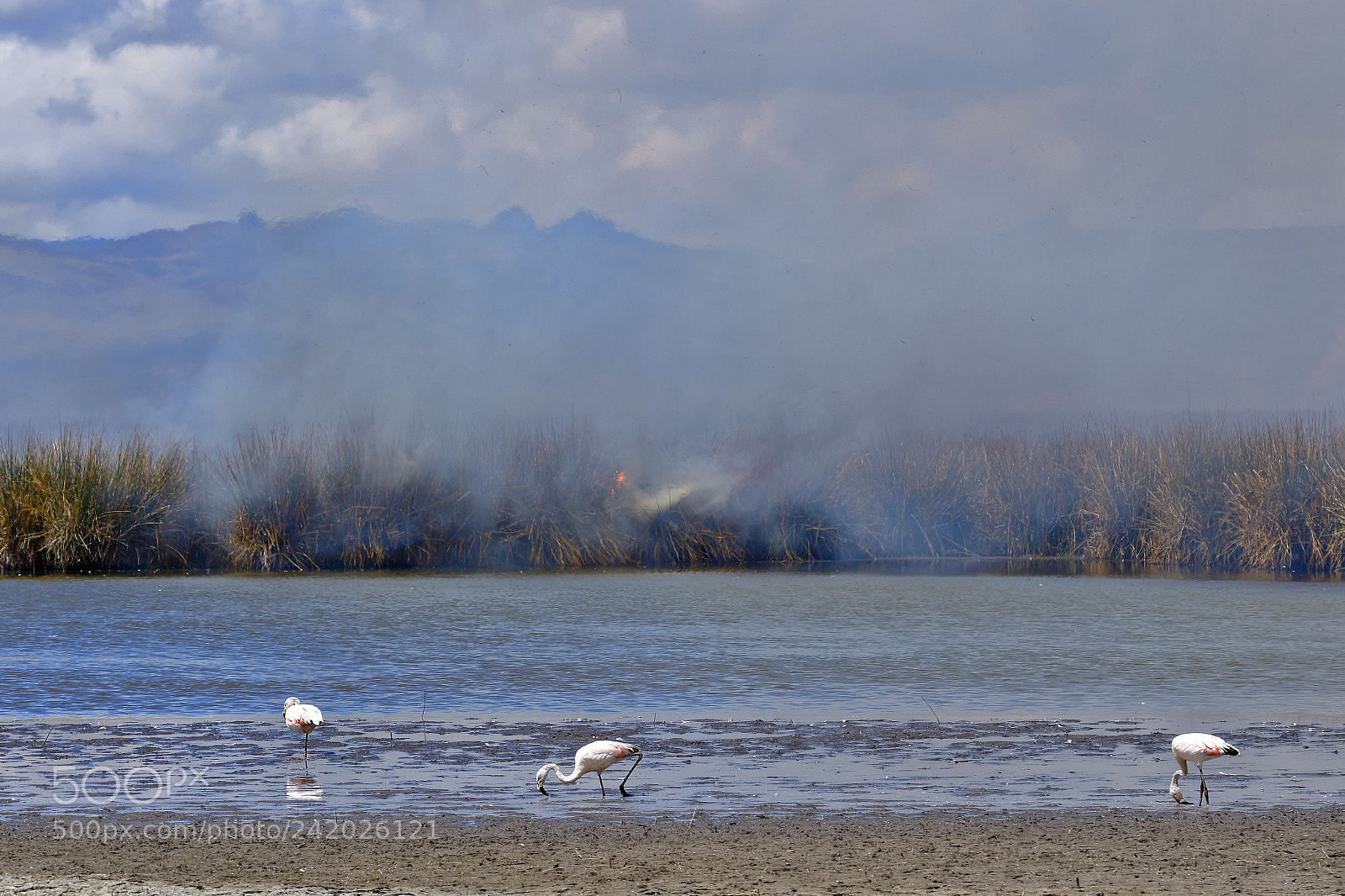 Canon EOS 7D Mark II sample photo. Quema de juncos junto photography