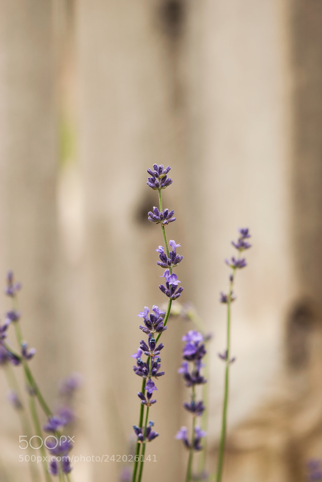 Nikon D60 sample photo. Lavender buds and blooms photography
