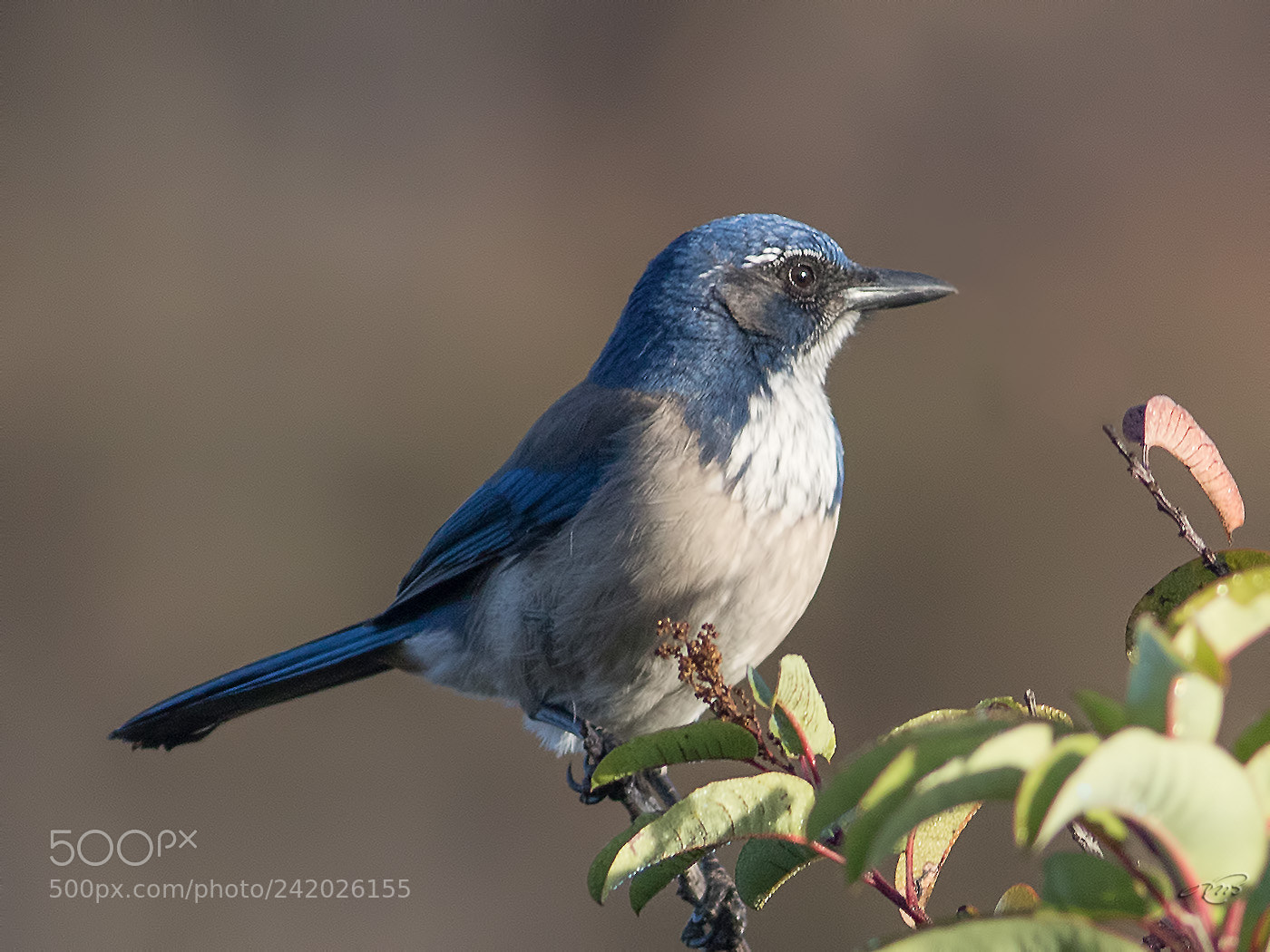 Canon EOS 7D Mark II sample photo. Western scrub-jay photography