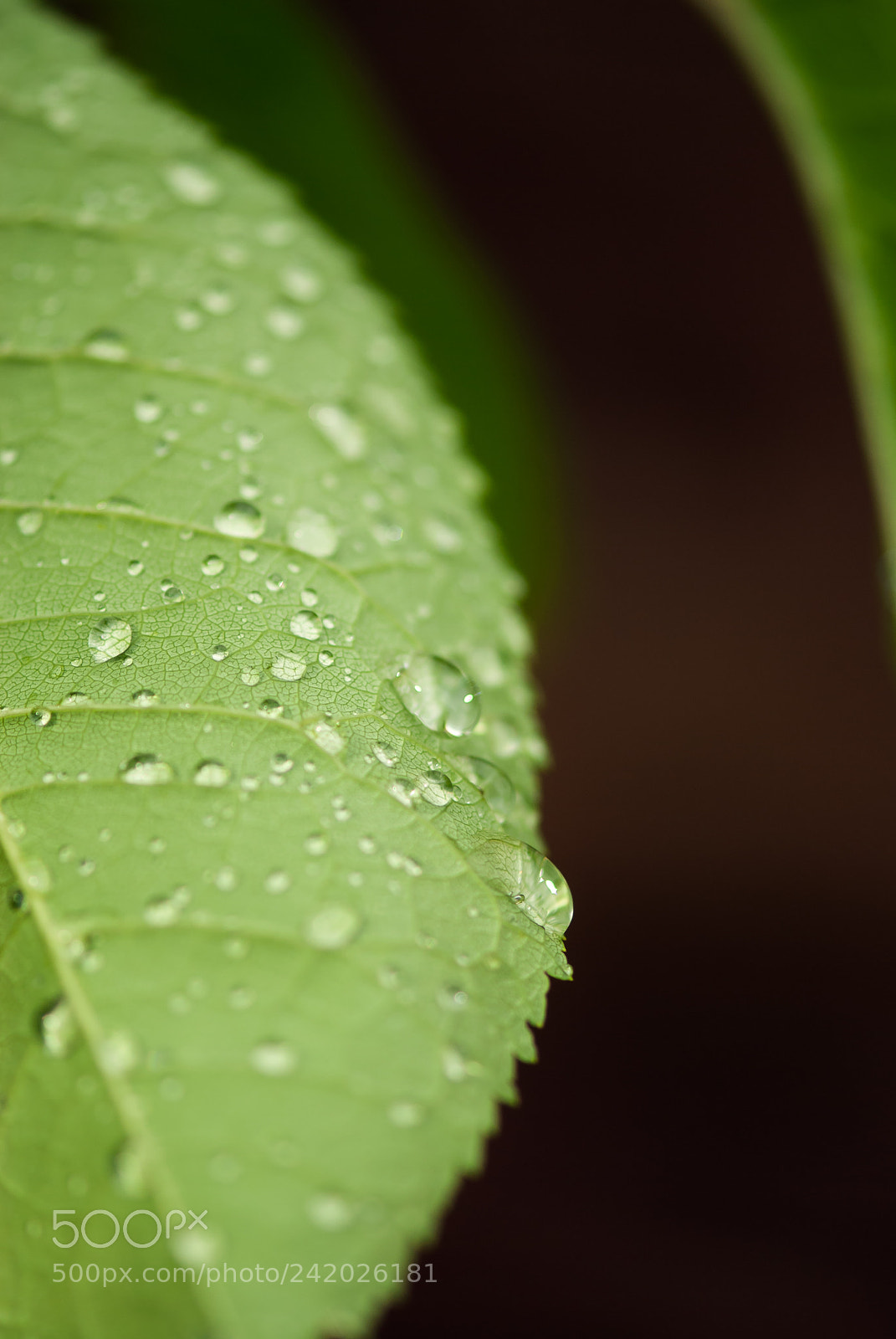 Nikon D60 sample photo. Macro leaf with dew photography